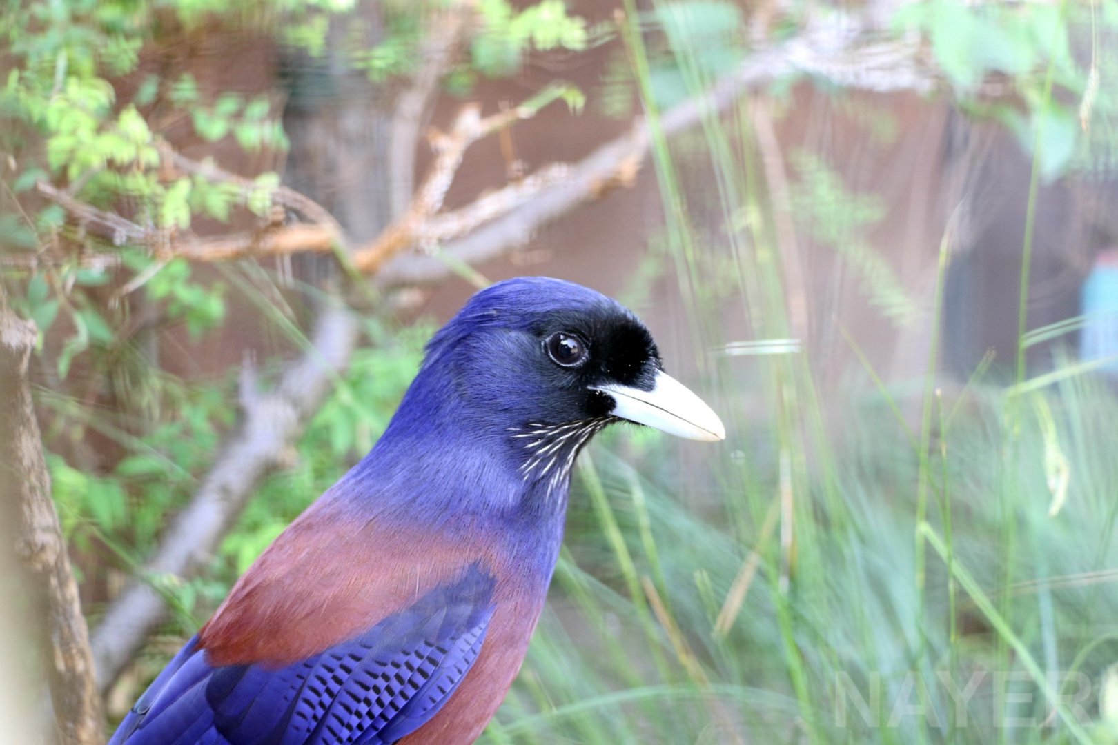 Amami (Lidth's) jay, 2017