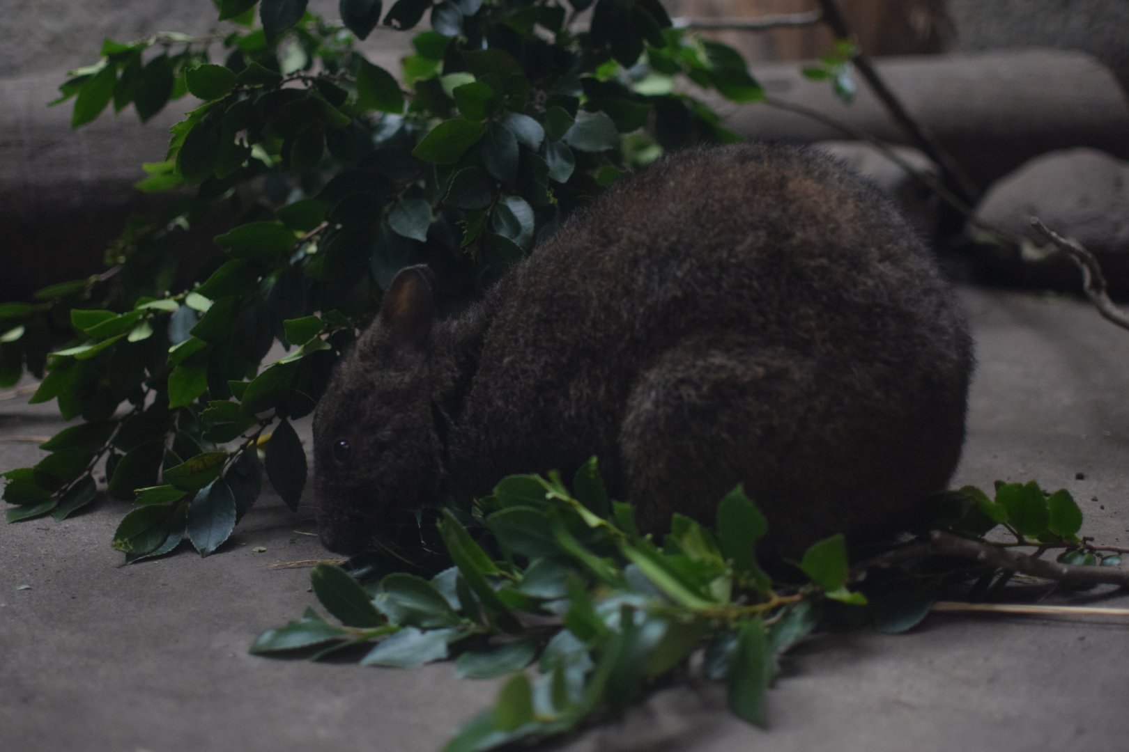 Amami rabbit - Hirakawa Zoo