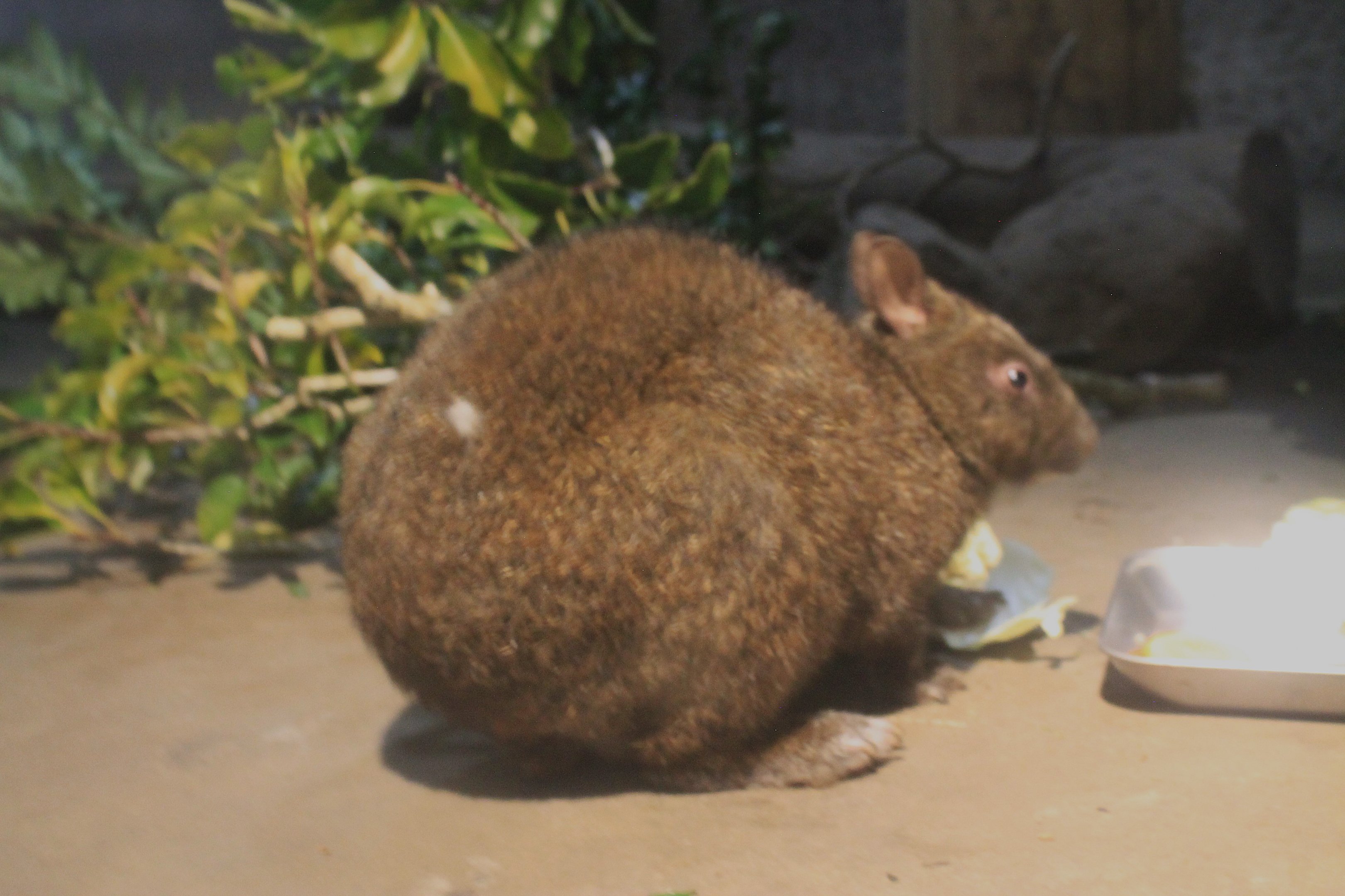 Amami Rabbit (Pentalagus furnessi) - Hirakawa Zoo (Kagoshima)