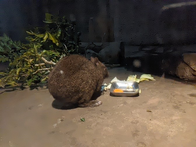 Amami Rabbit (Pentalagus furnessi) - Hirakawa Zoo (Kagoshima)