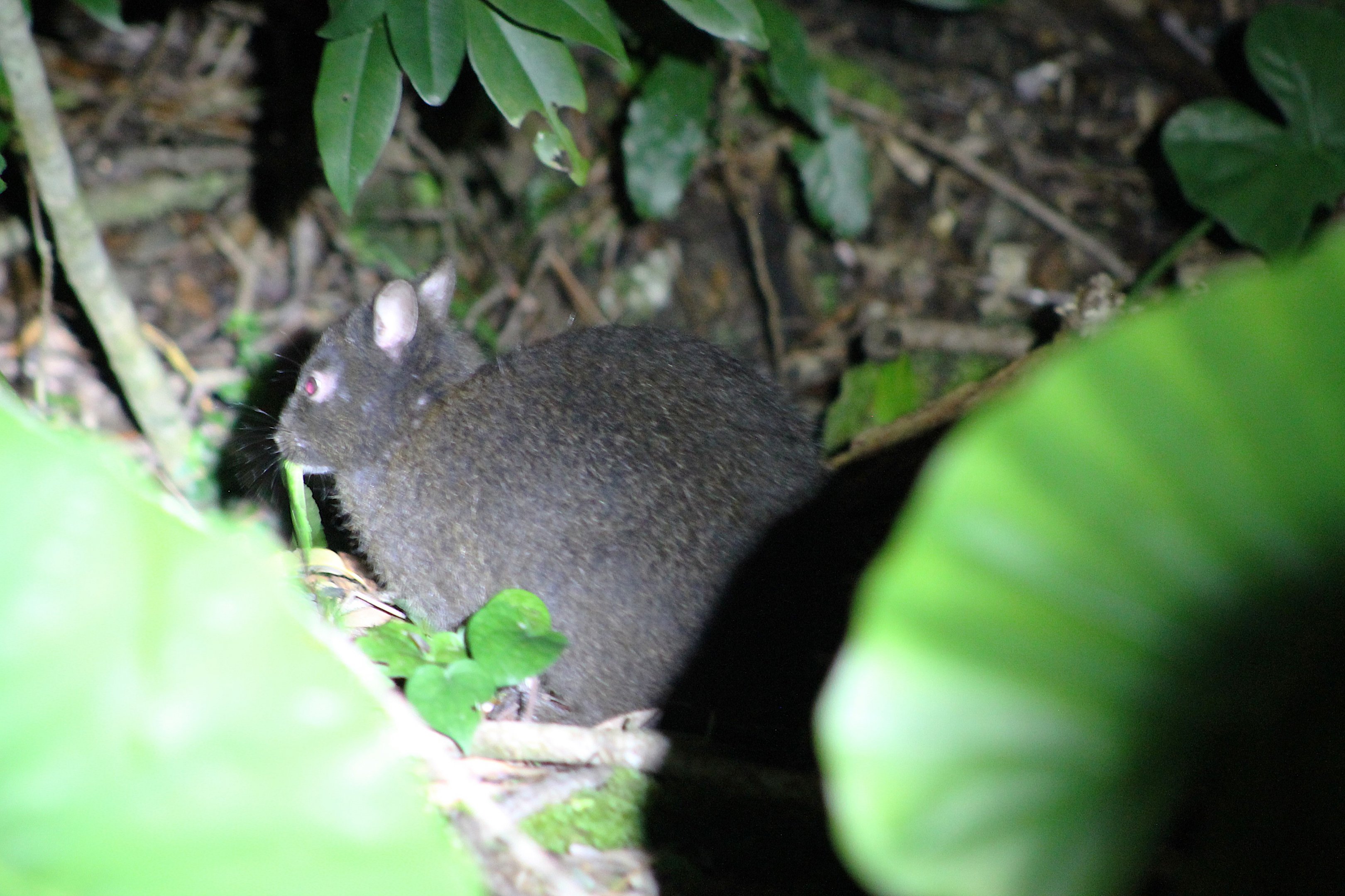 Amami Rabbit (Pentalagus furnessi)