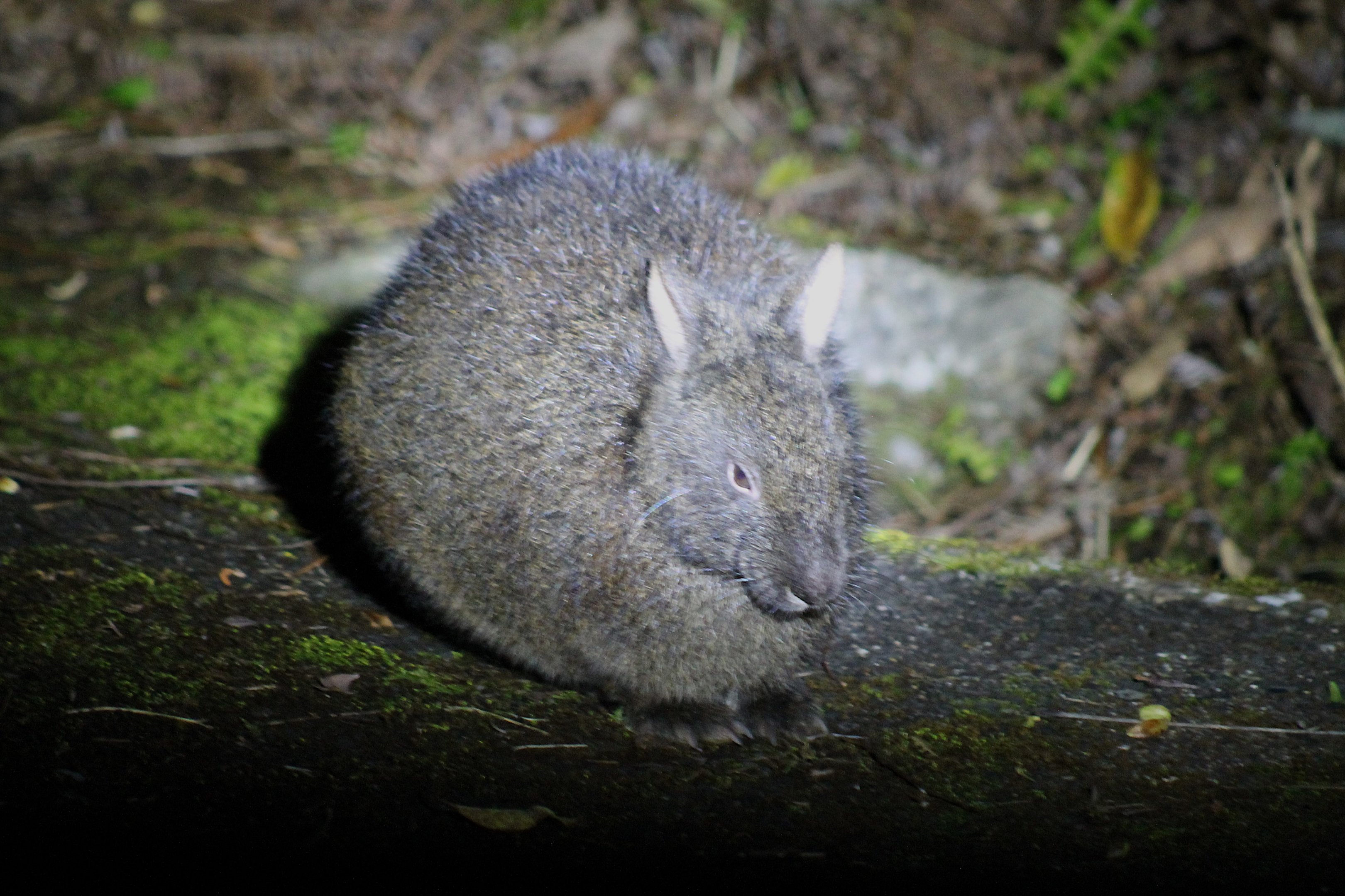 Amami Rabbit (Pentalagus furnessi)