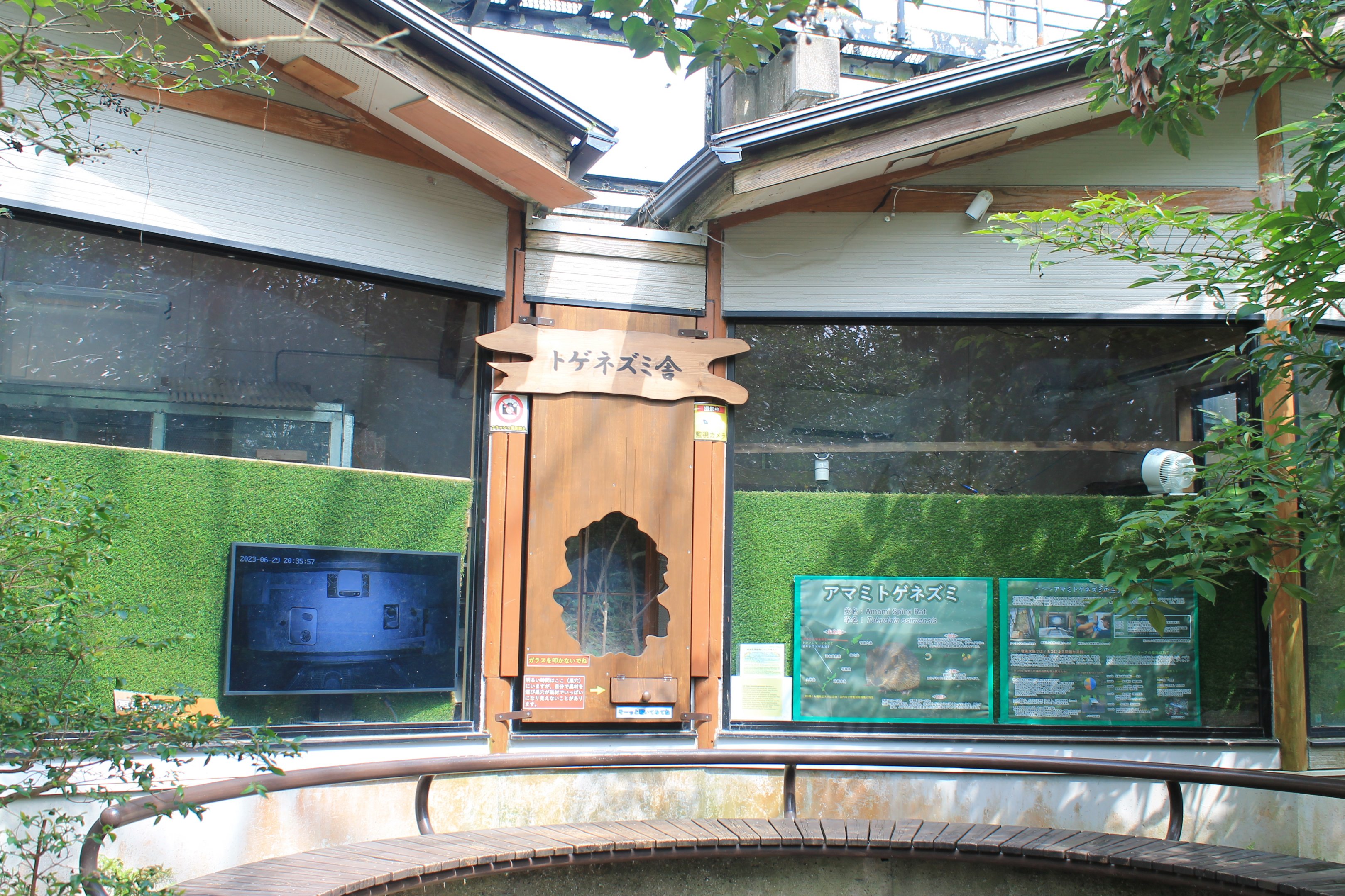 Amami Spiny Rat display - Hirakawa Zoo (Kagoshima)
