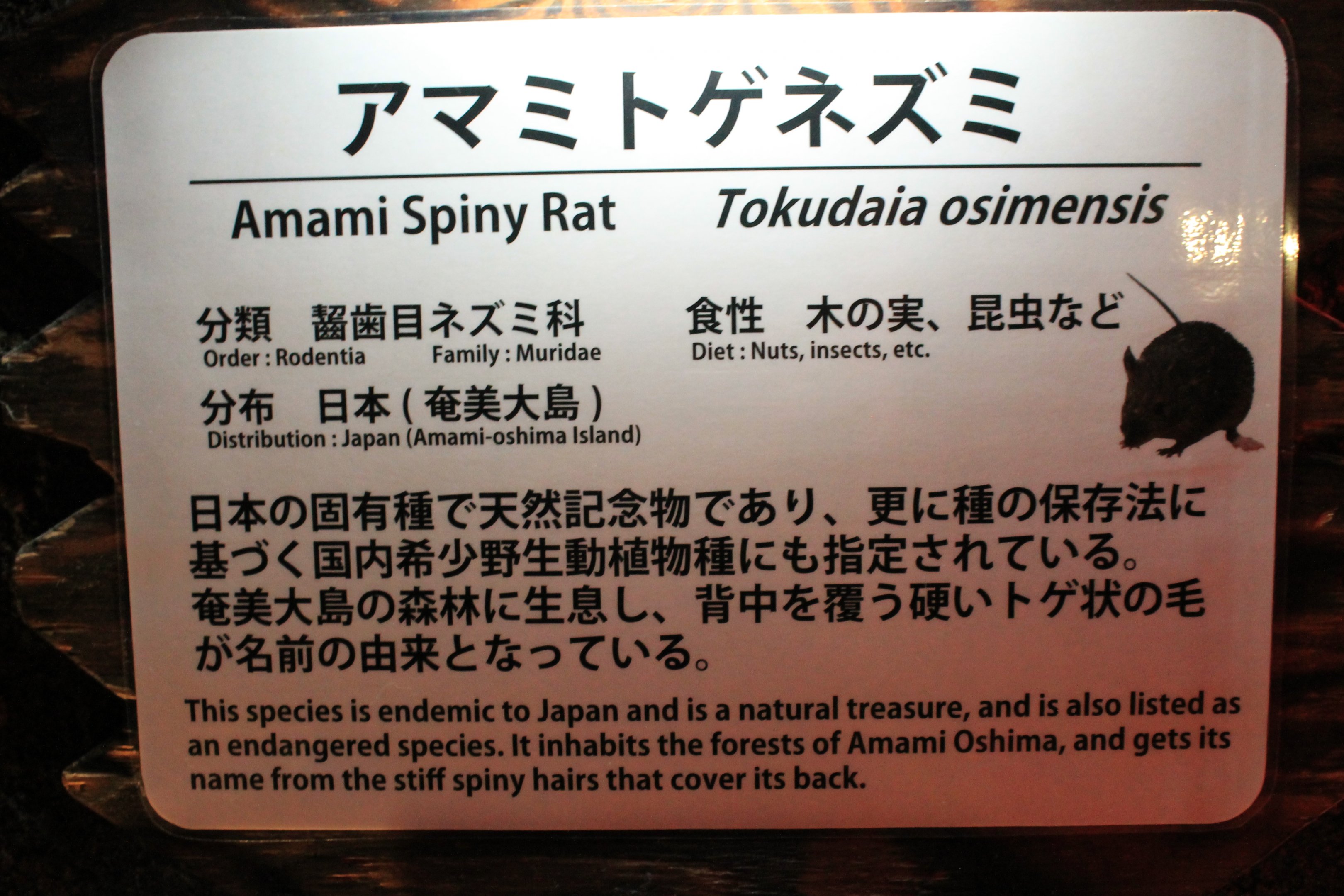 Amami Spiny Rat (Tokudaia osimensis) signage