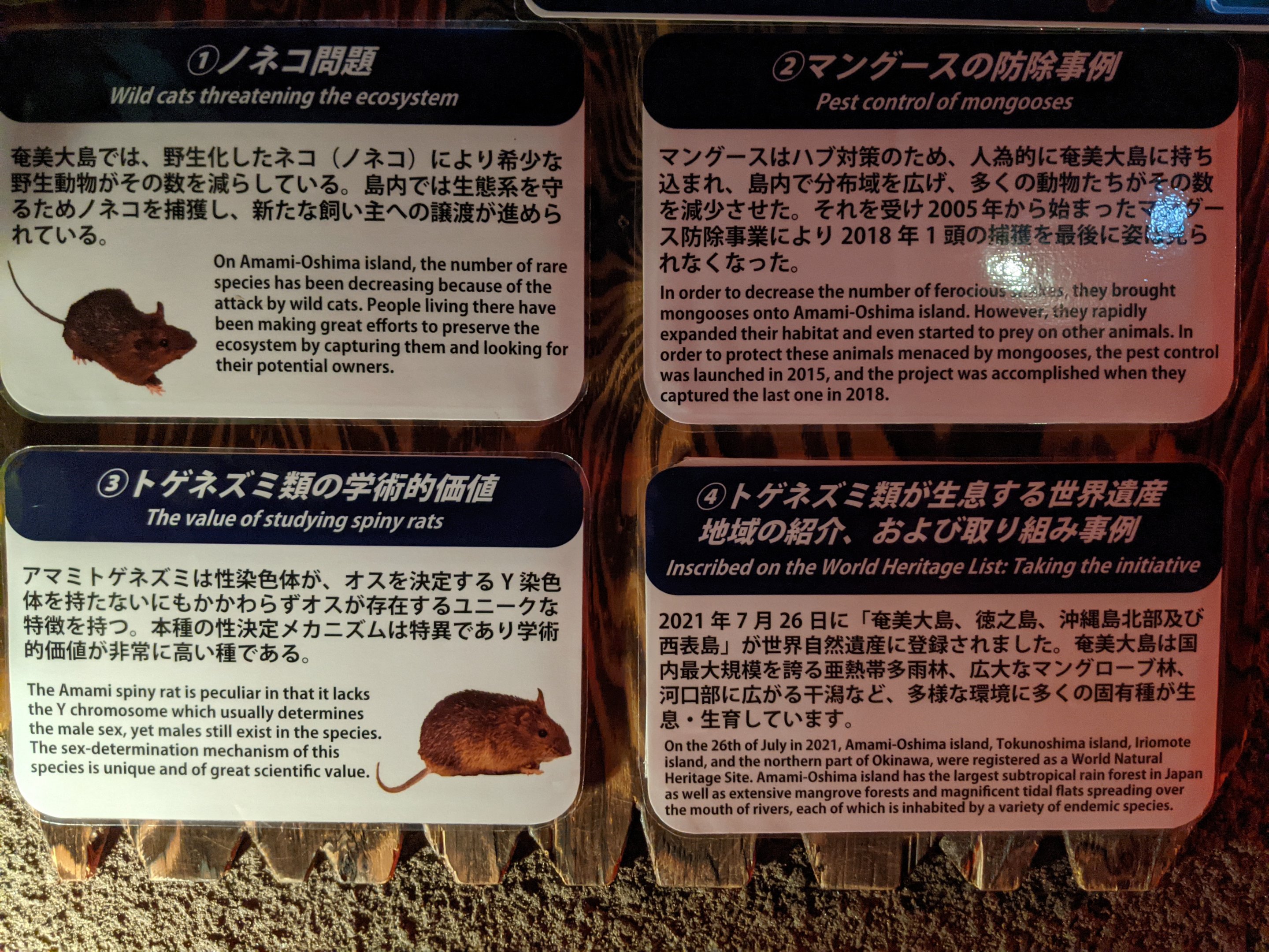 Amami Spiny Rat (Tokudaia osimensis) signage