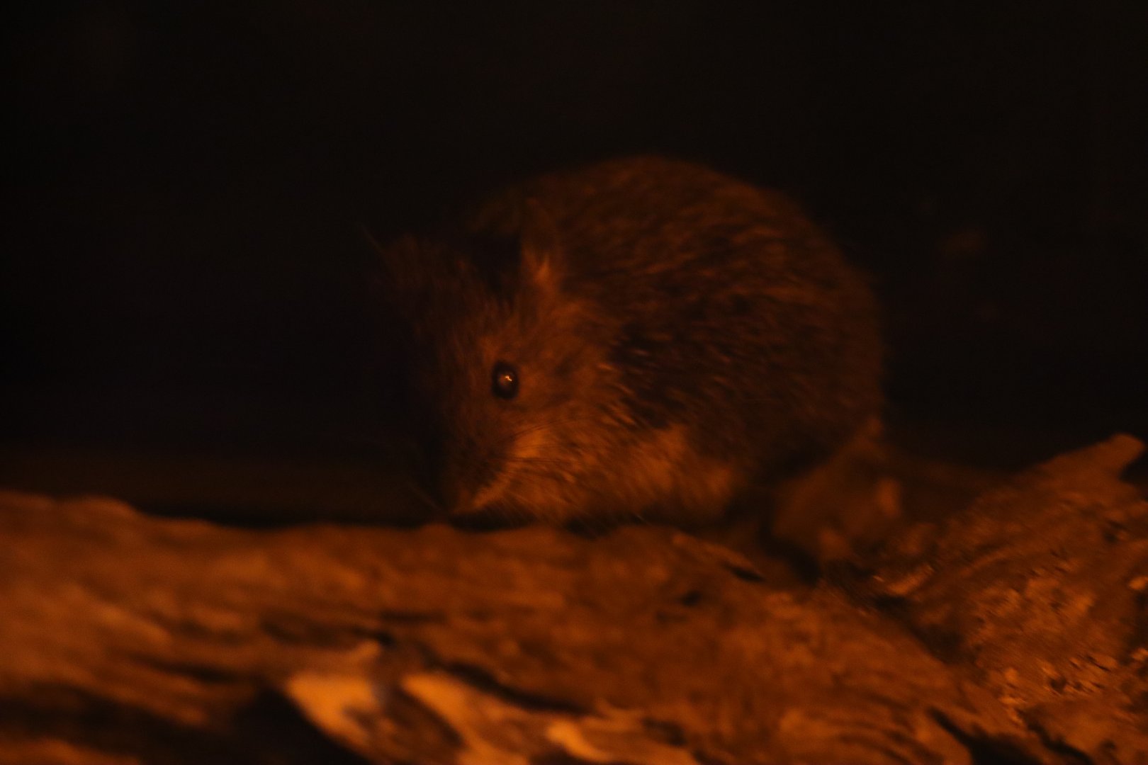 Amami spiny rat (Tokudaia osimensis)