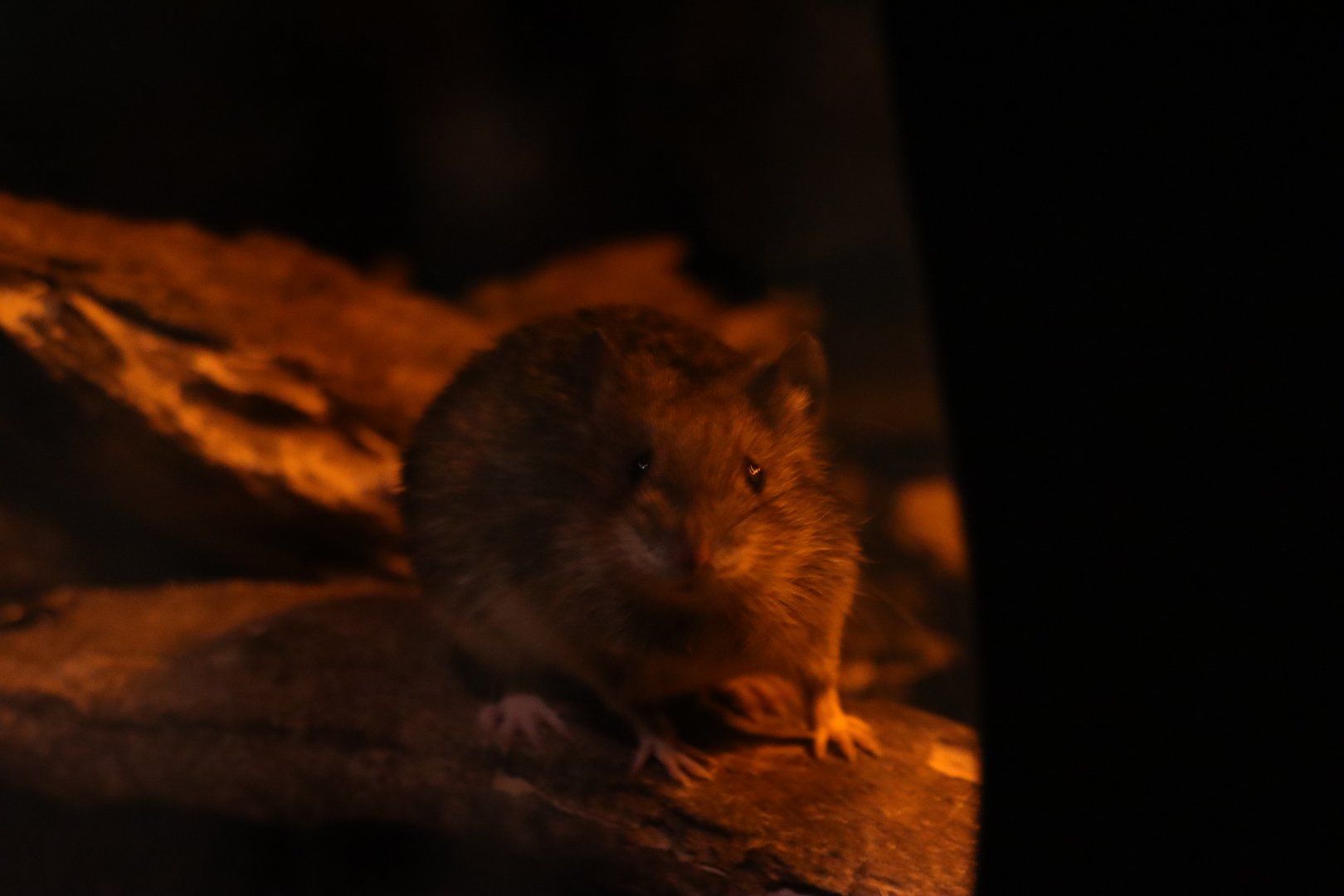 Amami spiny rat (Tokudaia osimensis)