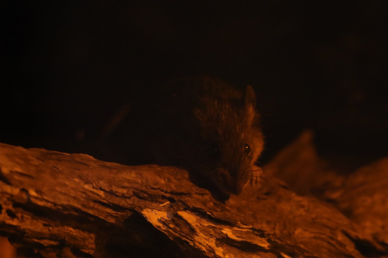 Amami spiny rat (Tokudaia osimensis)