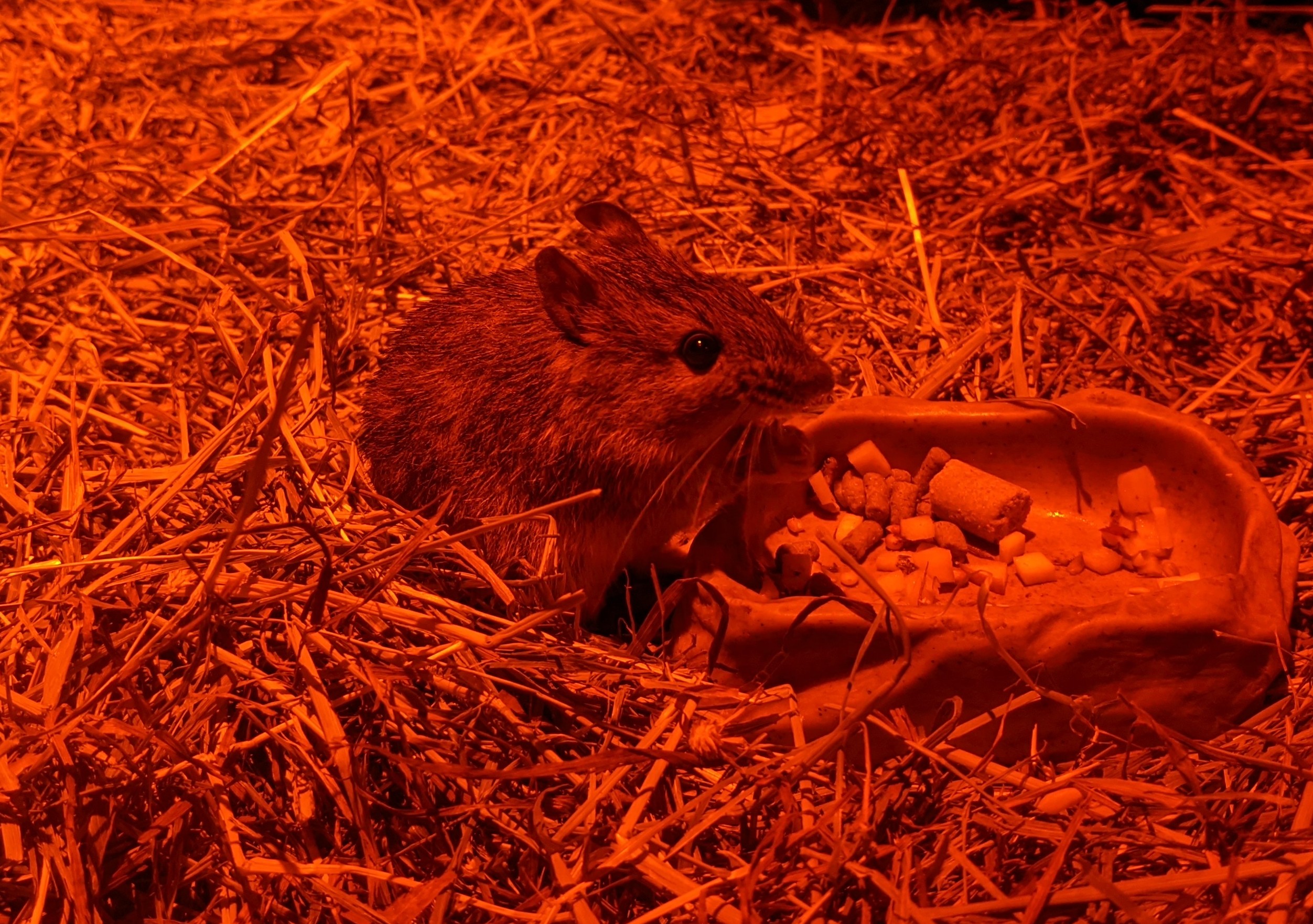 Amami Spiny Rat (Tokudaia osimensis)