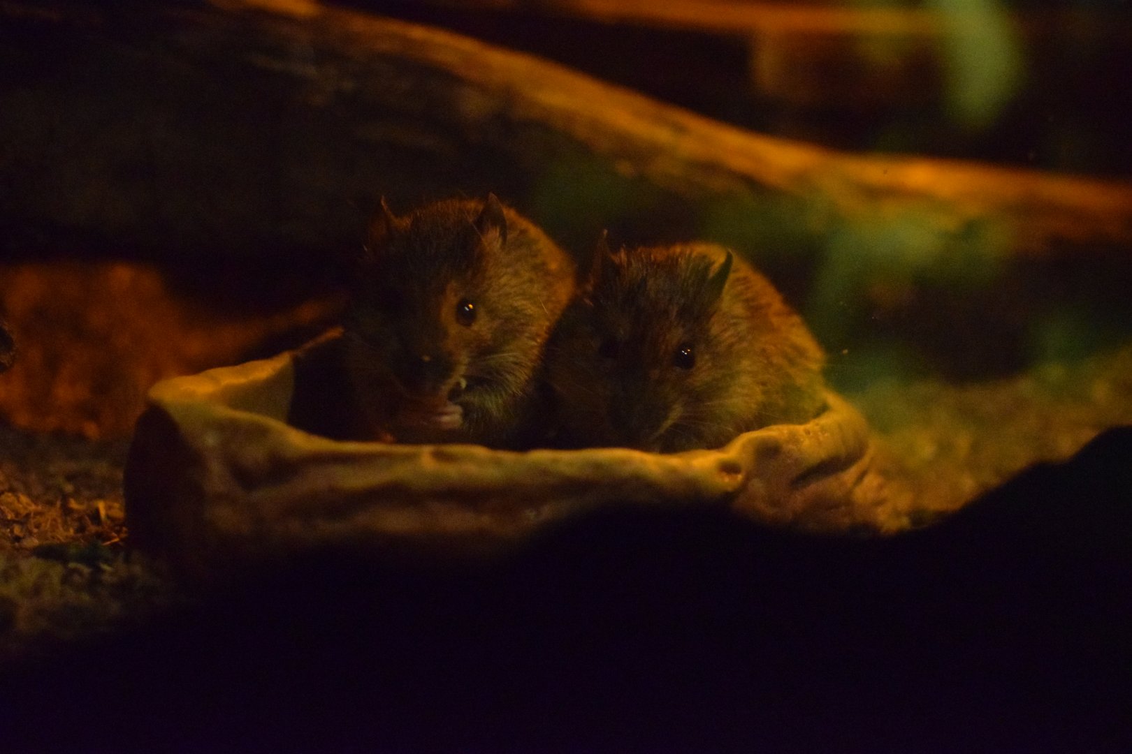 Amami spiny rats - Saitama Children's Zoo