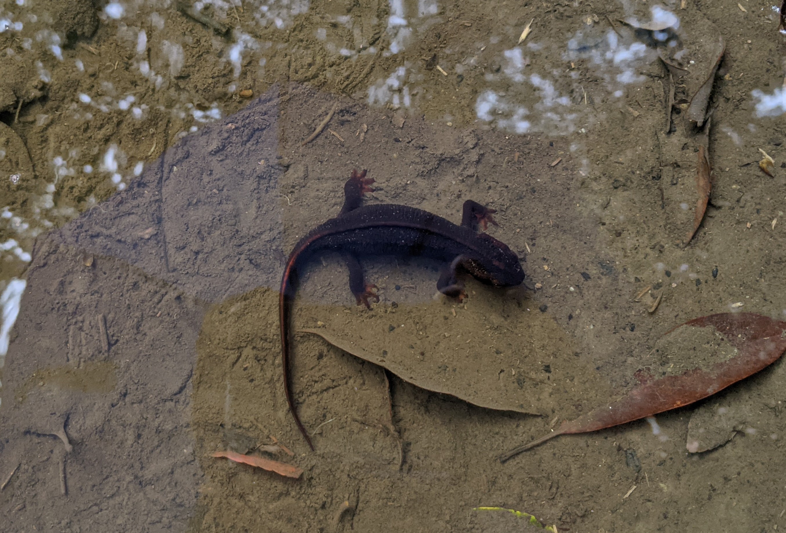 Amami Sword-tailed Newt (Cynops ensicauda ensicauda)