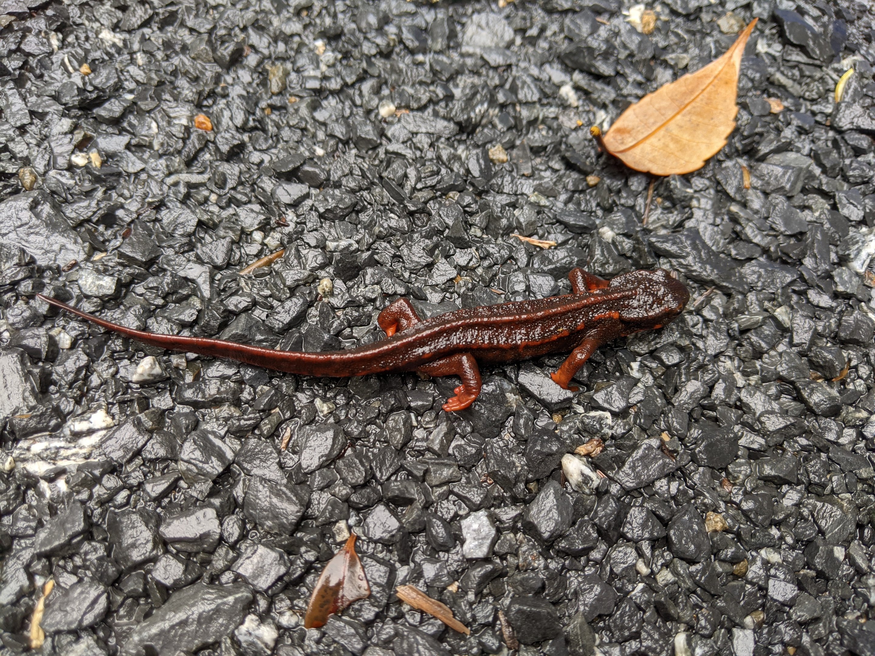 Amami Sword-tailed Newt (Cynops ensicauda ensicauda)