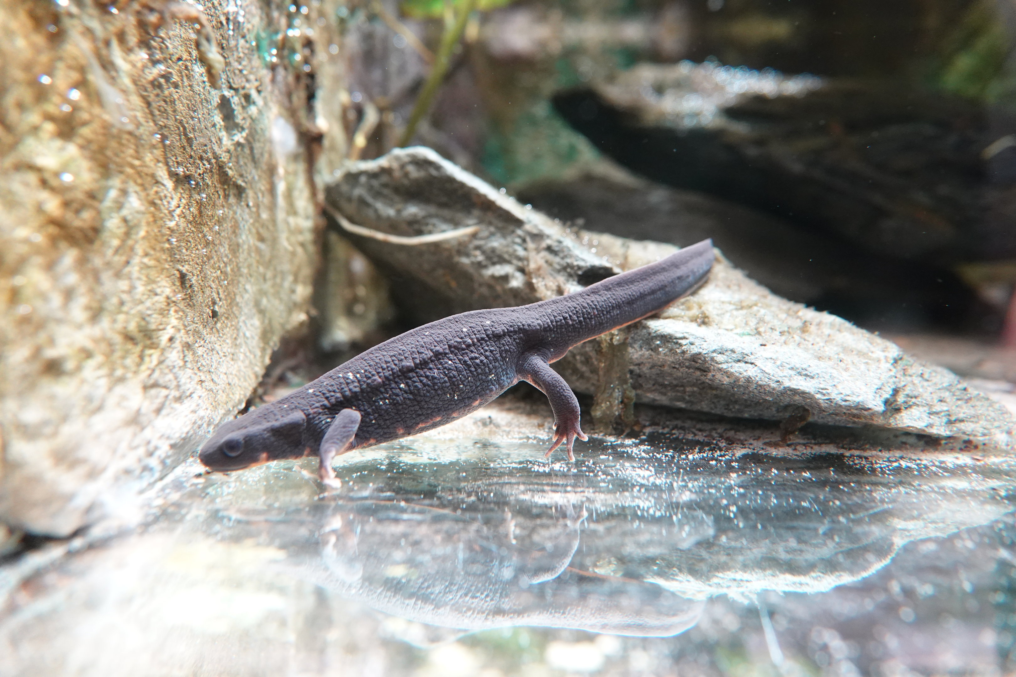 Amami sword-tailed newt