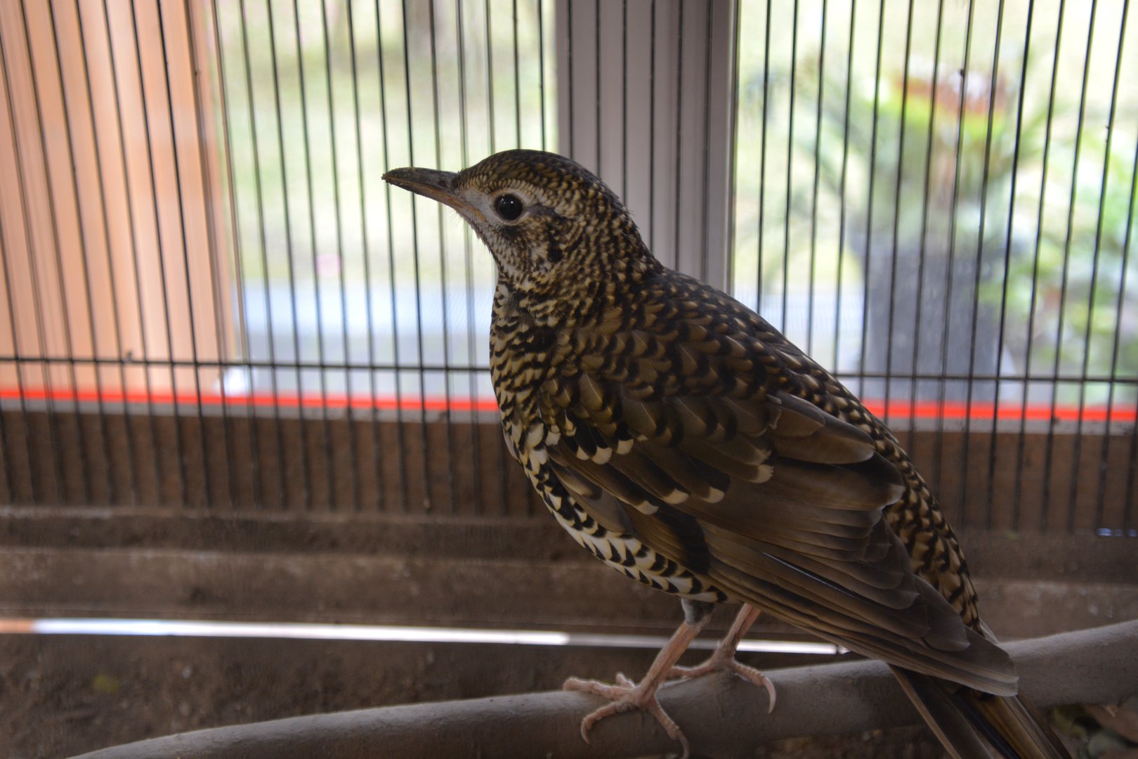 Amami thrush (Zoothera major)