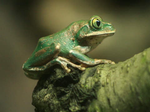 Amani Forest Treefrog