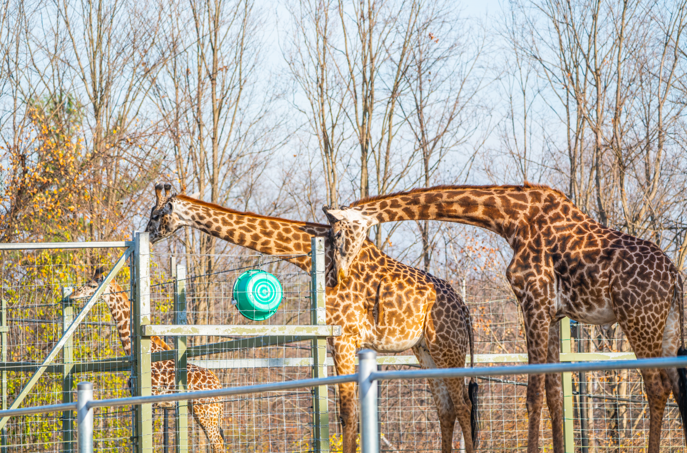 Amani, Mstari, Kiko the Masai Giraffe family