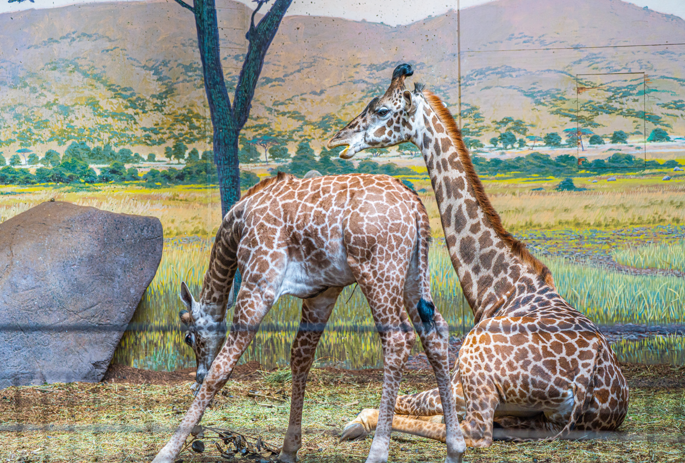 Amani (right) and Matumaini (left) the Masai Giraffe old sister and young brother