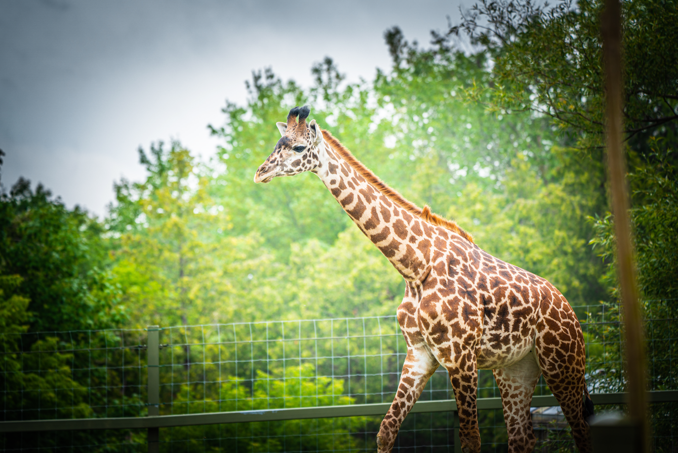 Amani the female baby Masai Giraffe