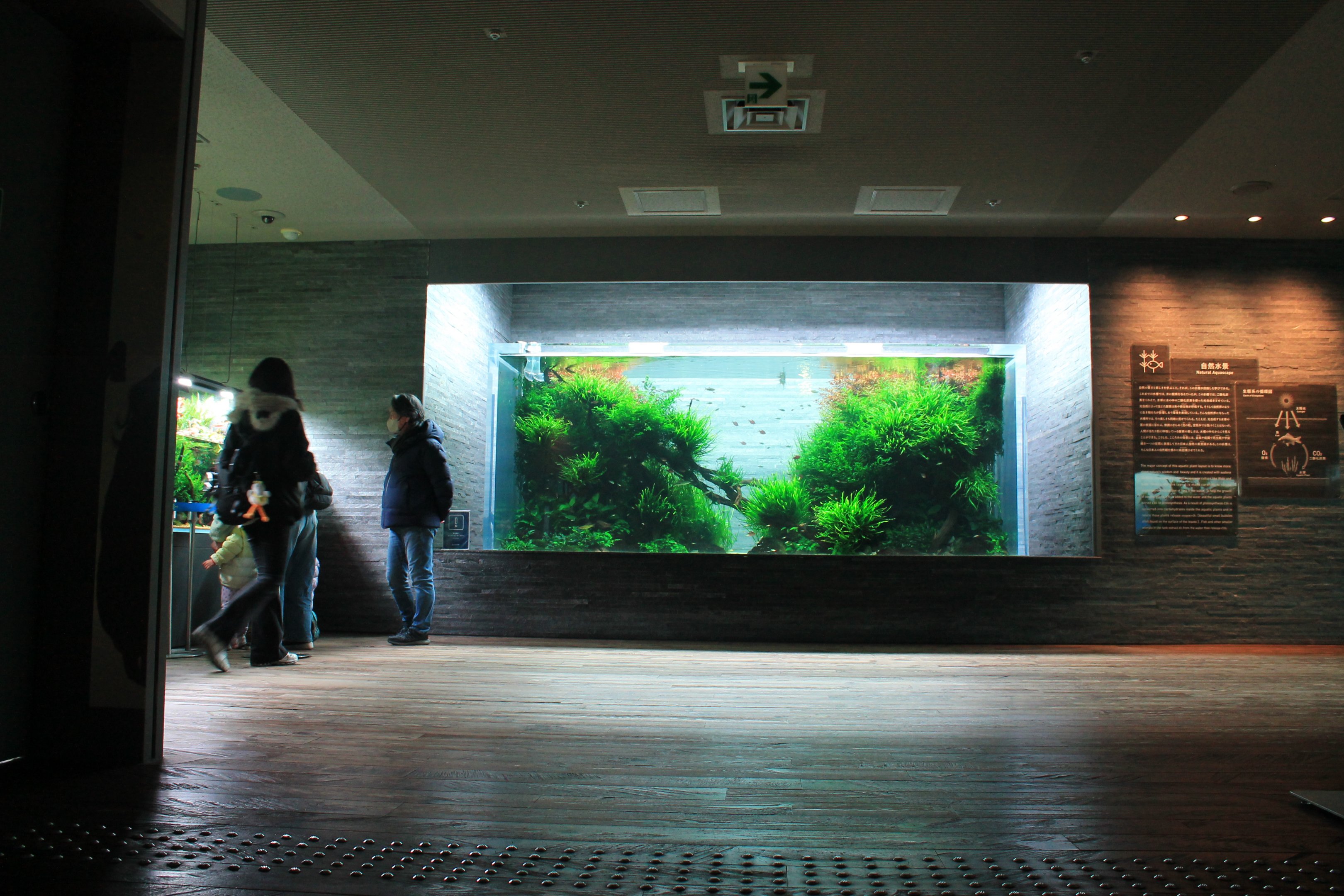 Amano aquascaped aquarium