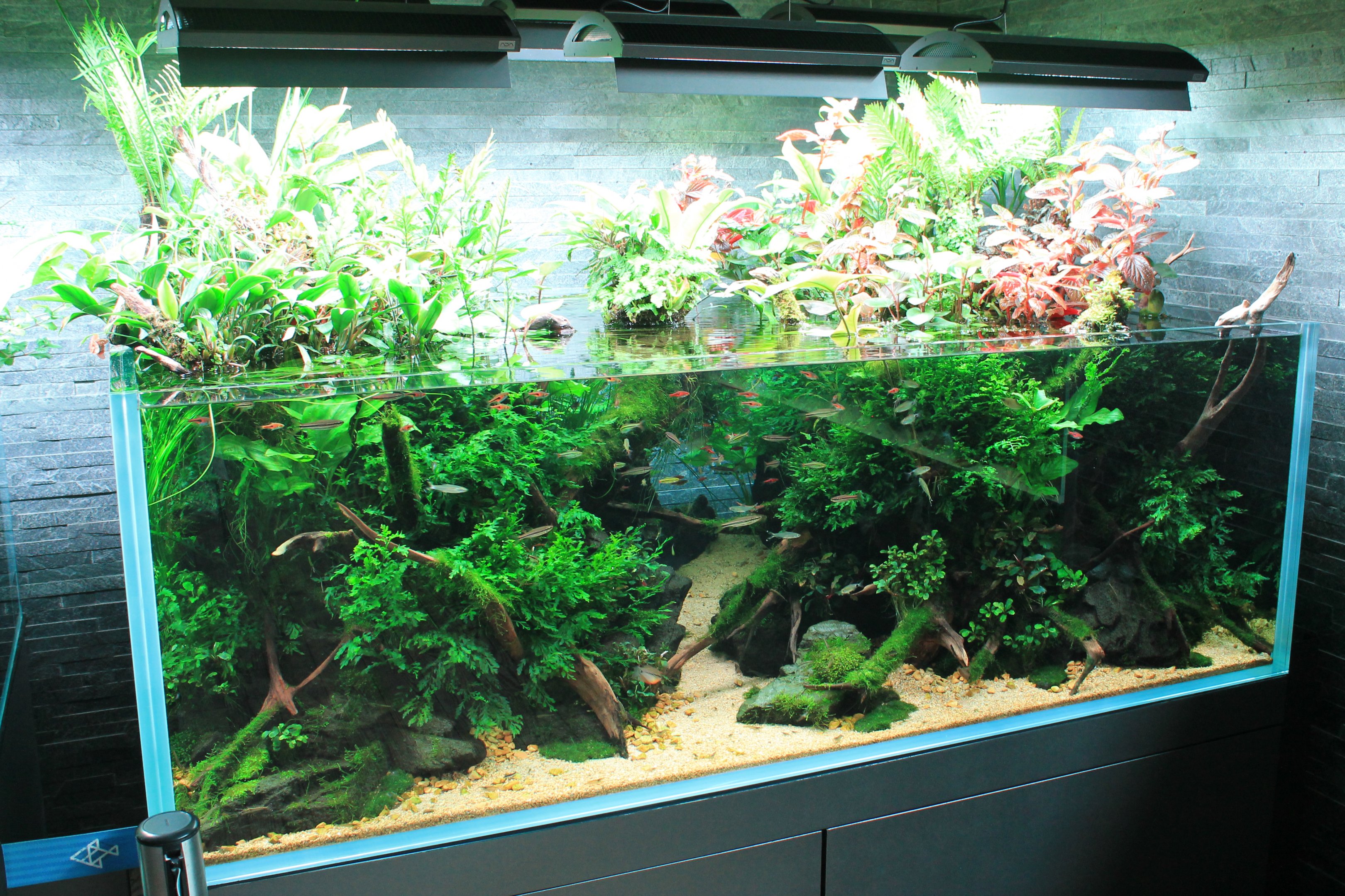 Amano aquascaped aquarium