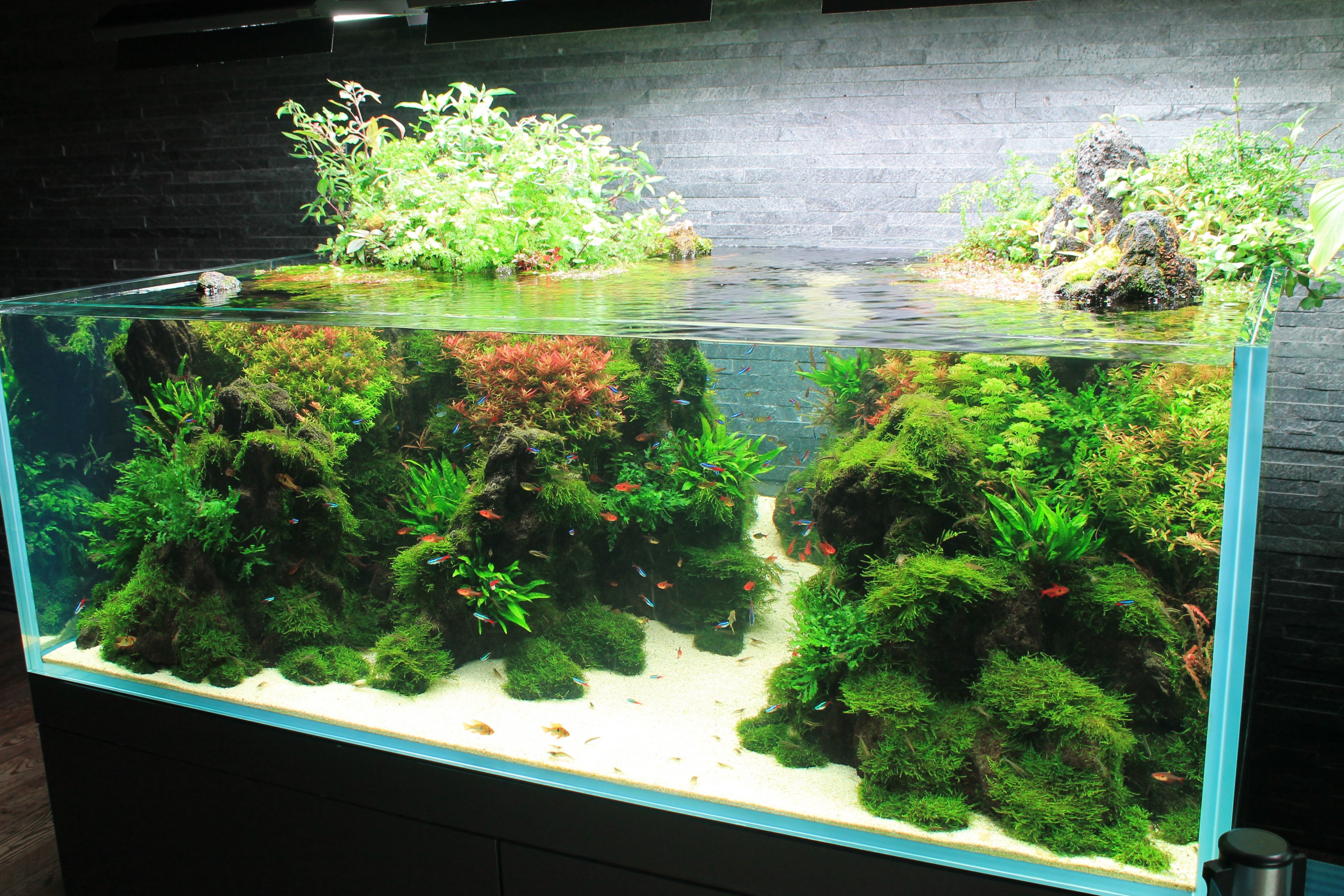 Amano aquascaped aquarium