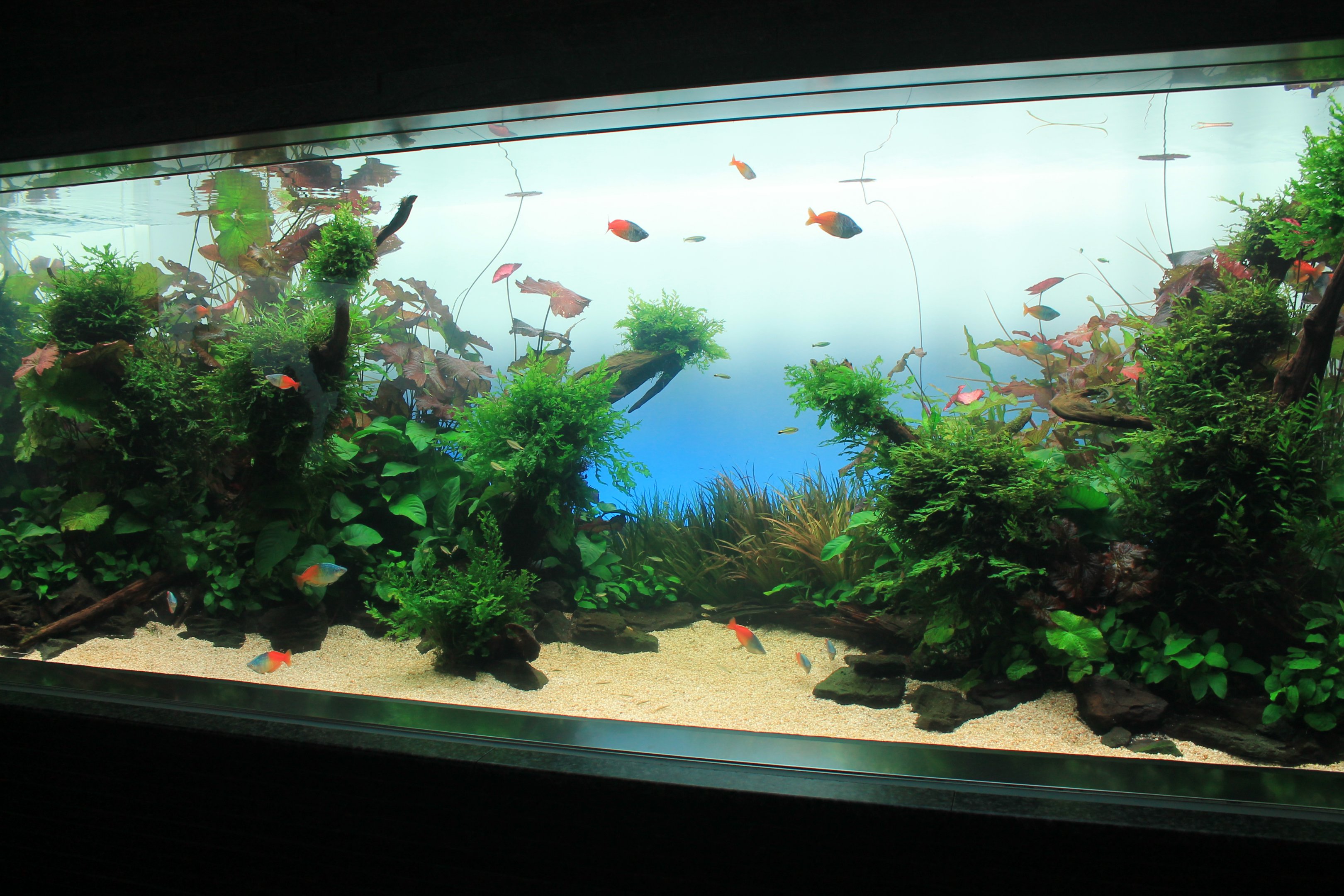 Amano aquascaped aquarium