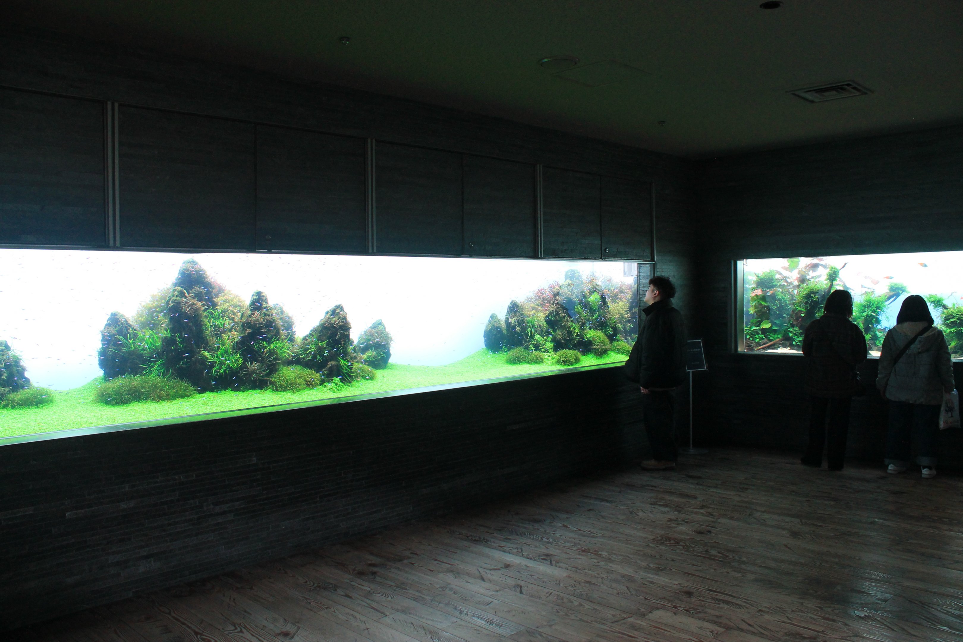 Amano aquascaped aquariums