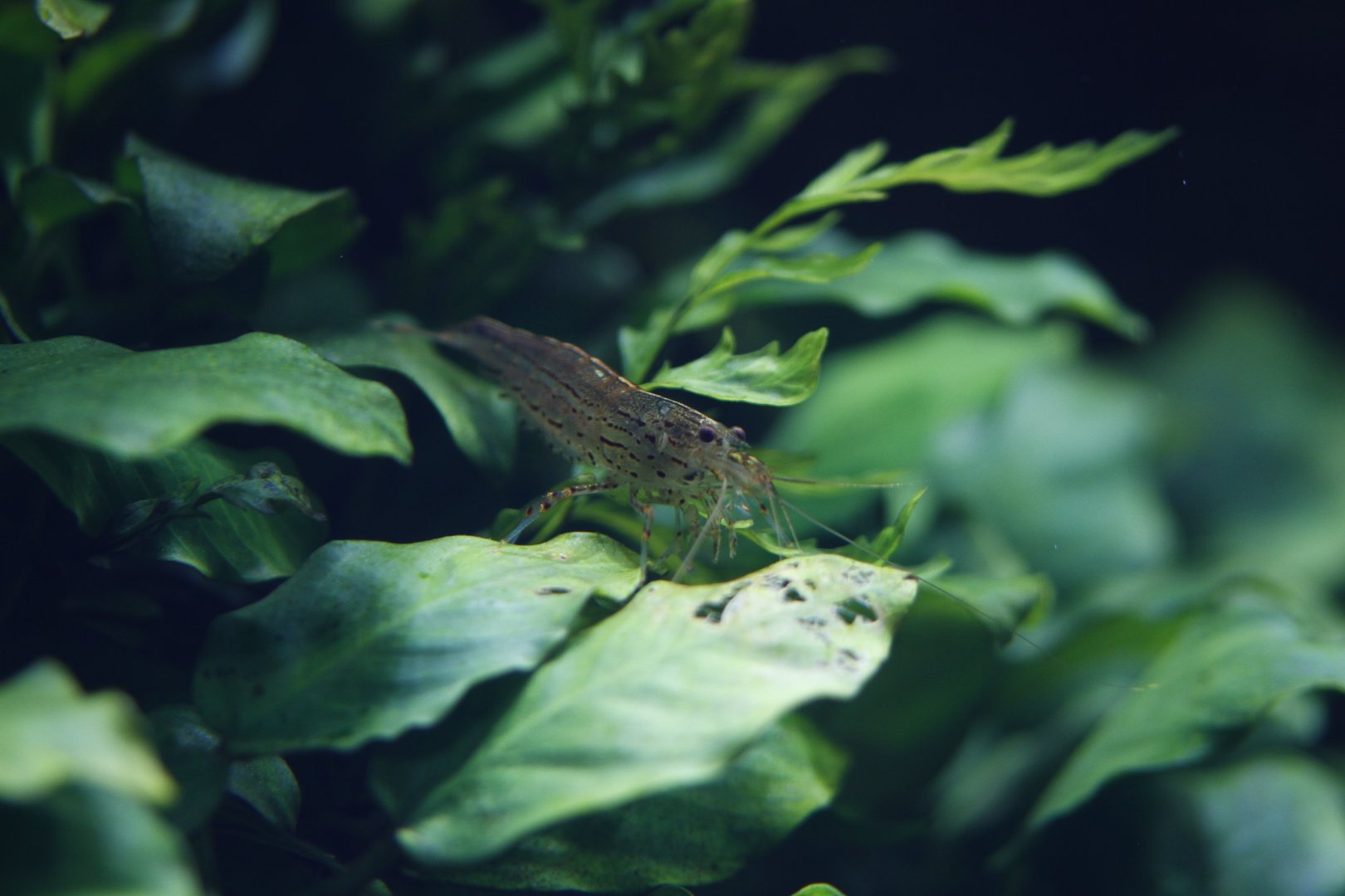 Amano shrimp (Caridina multidentata)