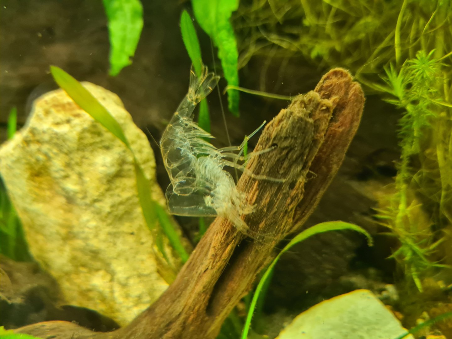 Amano shrimp (fresh molt)