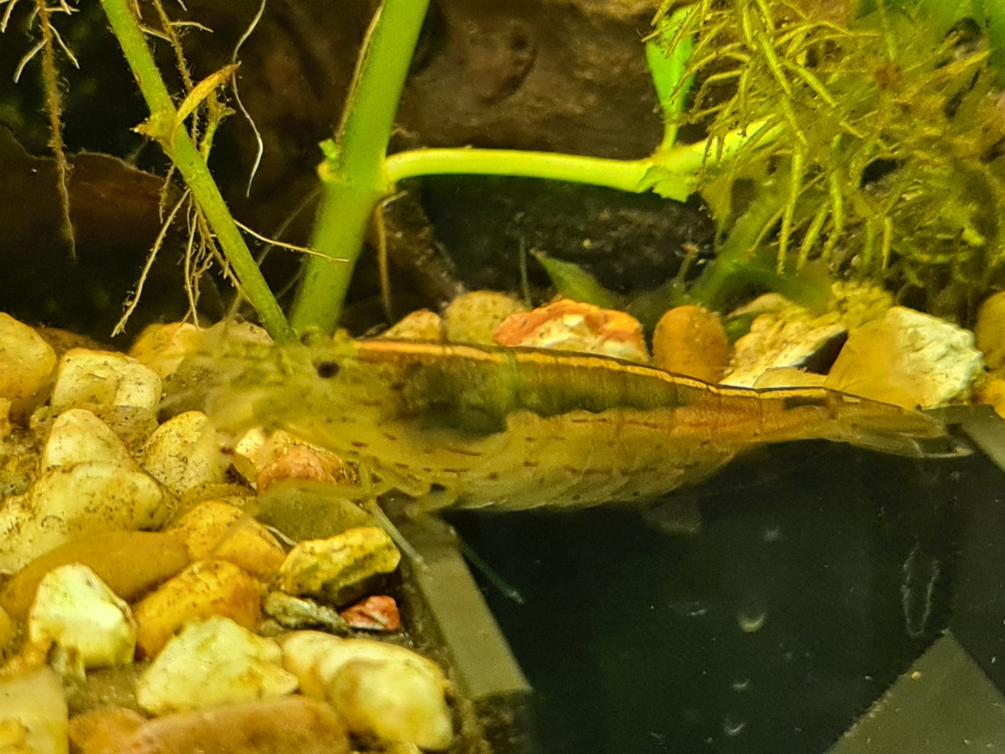 Amano shrimp