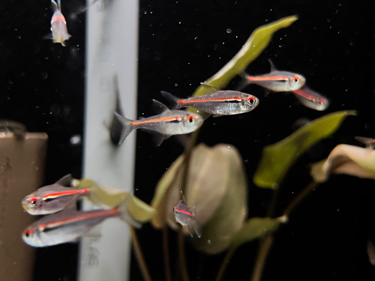 Amapá Redline Tetra (Hyphessobrycon amapaensis)