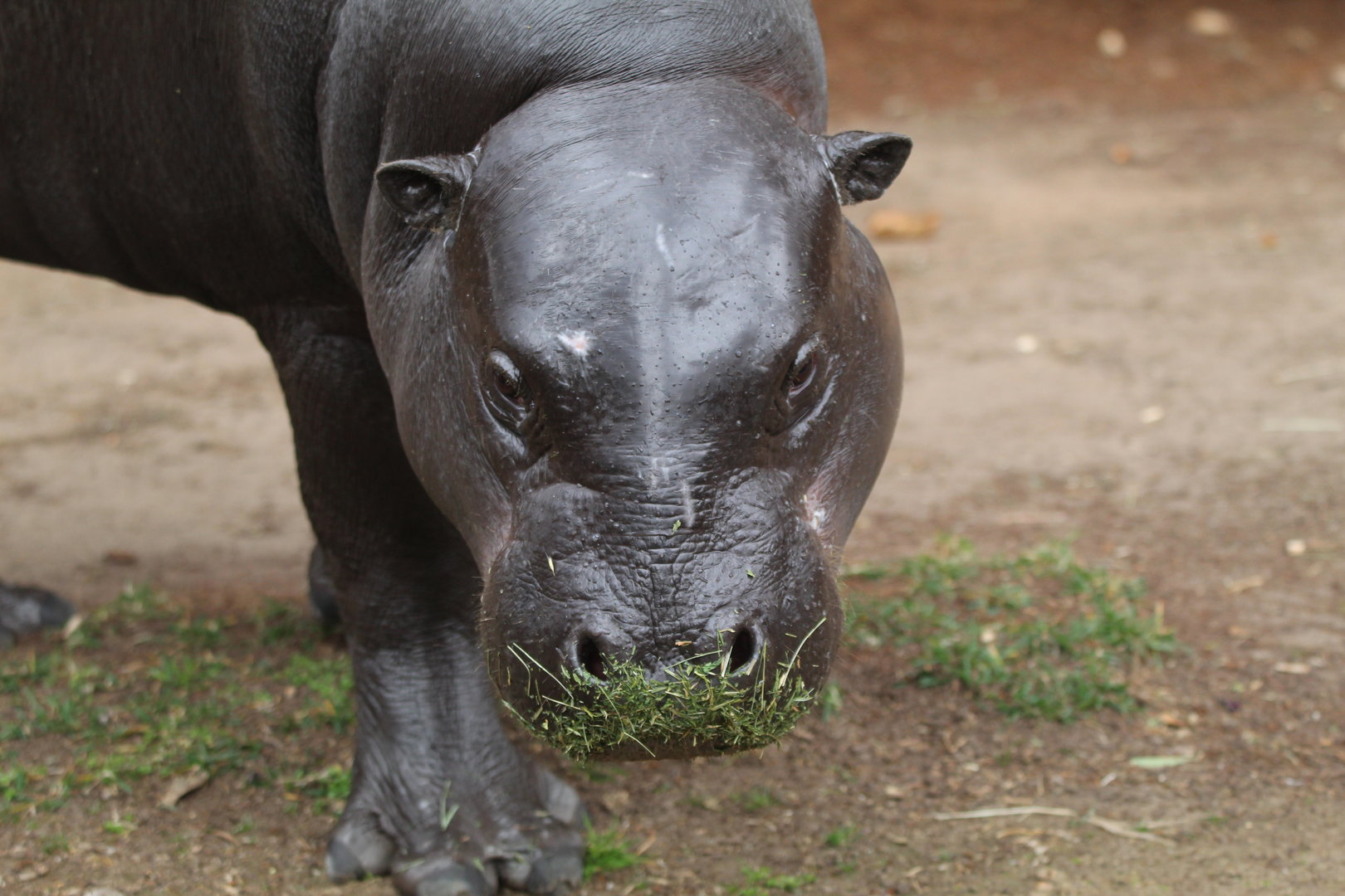 Amara, Female Western Pygmy Hippo- March 2023