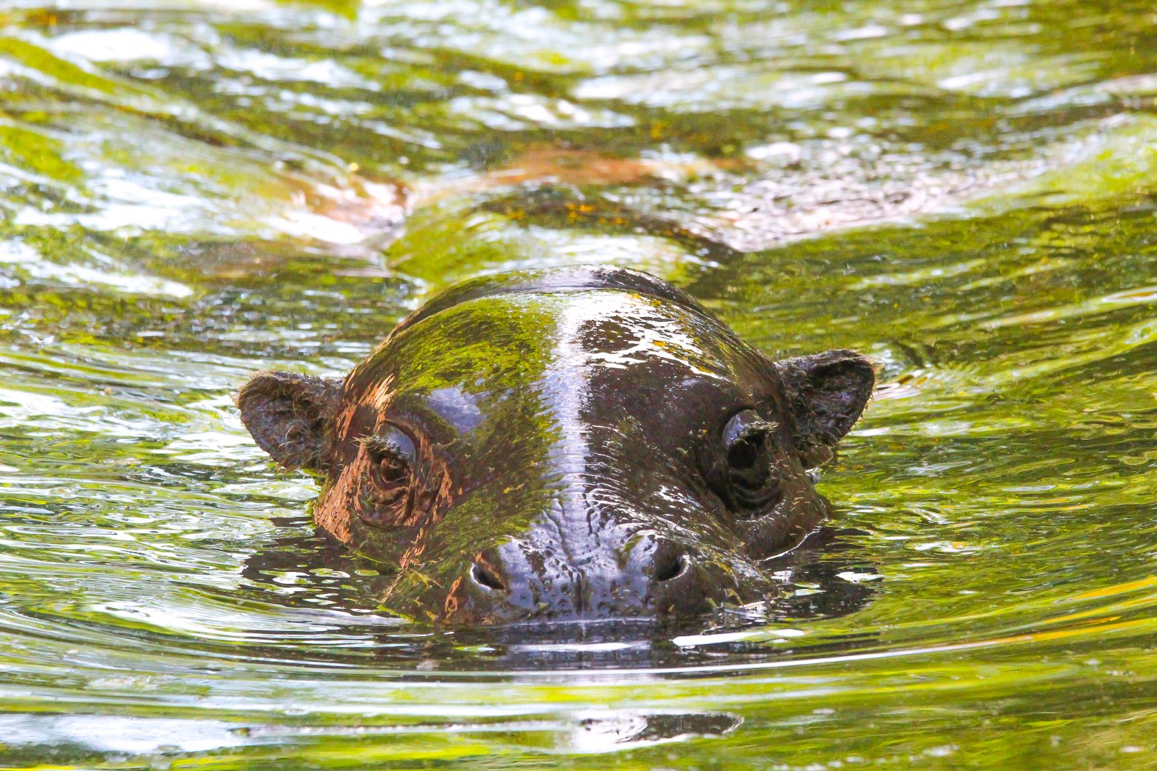 Amara in her pool- 12th May 2025