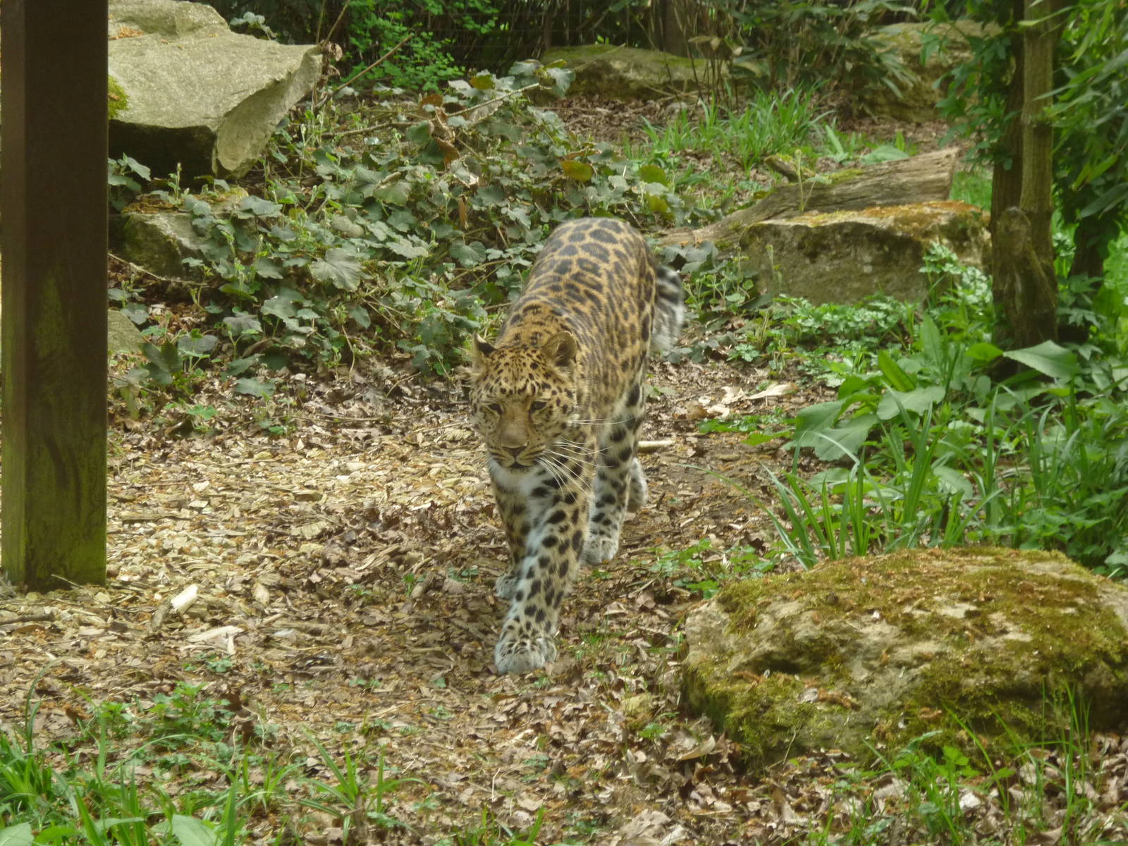 Amara the Amur Leopard