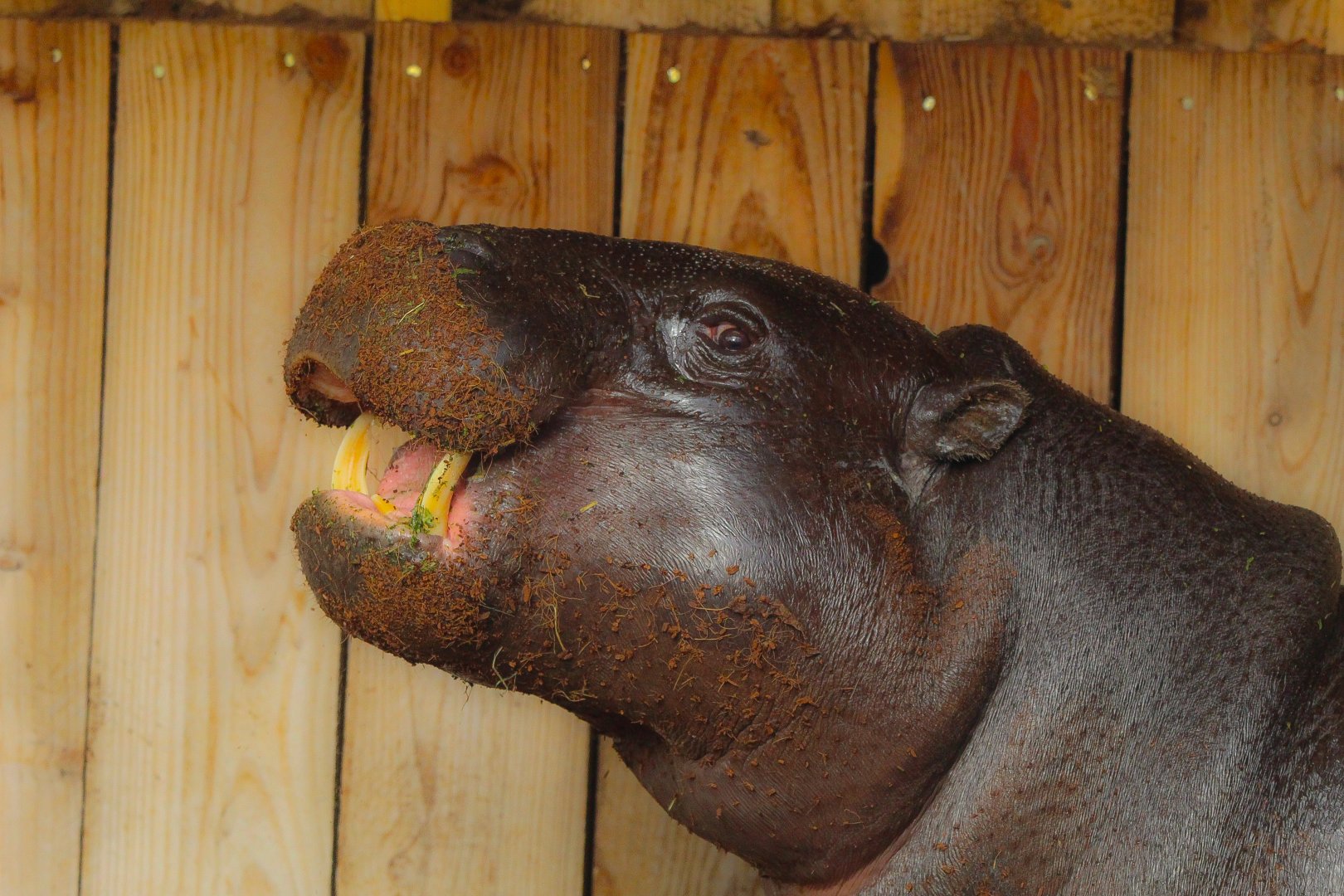 Amara, Western Pygmy Hippo- 22nd January 2024