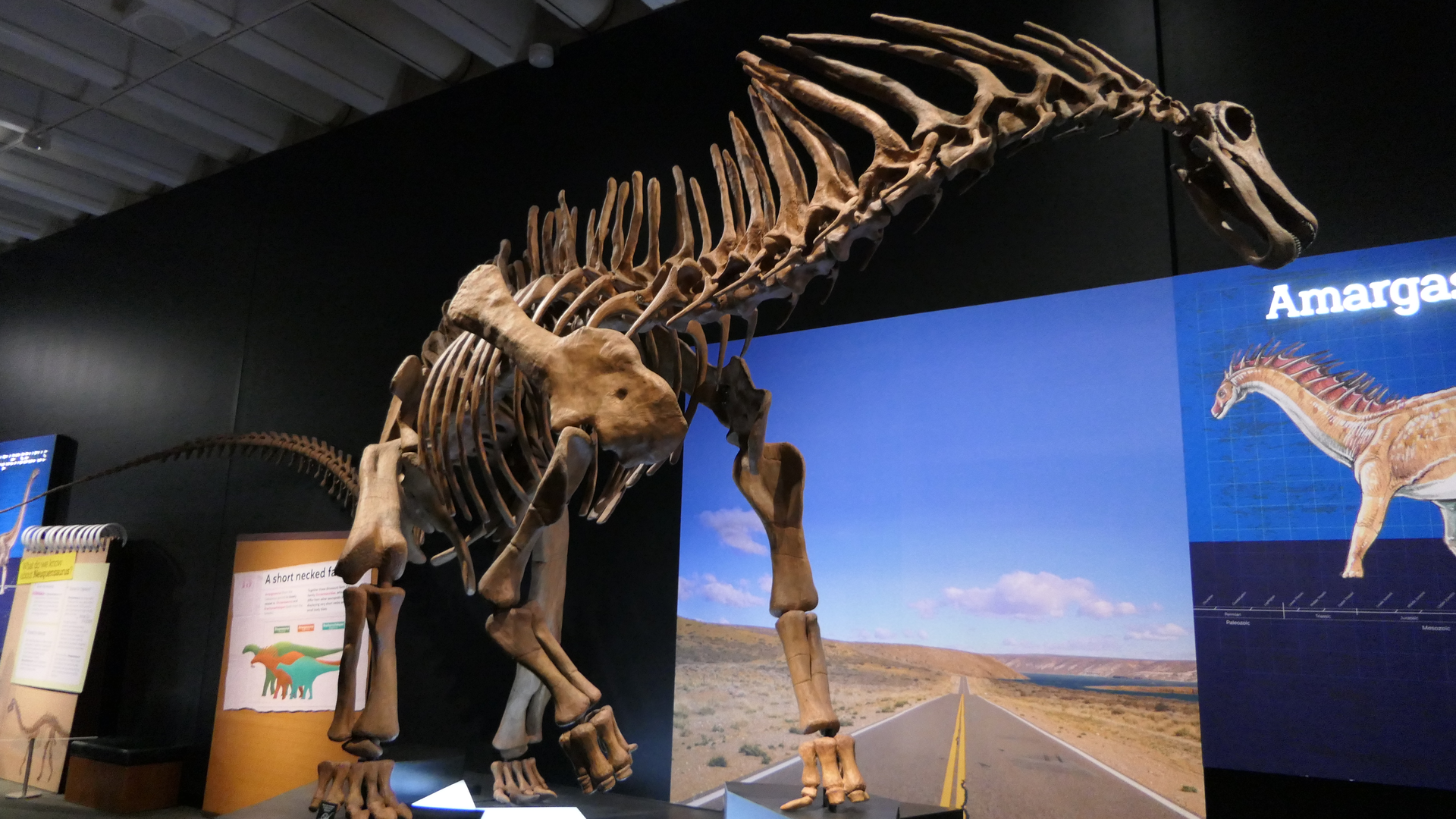 Amargasaurus cazaui - Dinosaurs of Patagonia