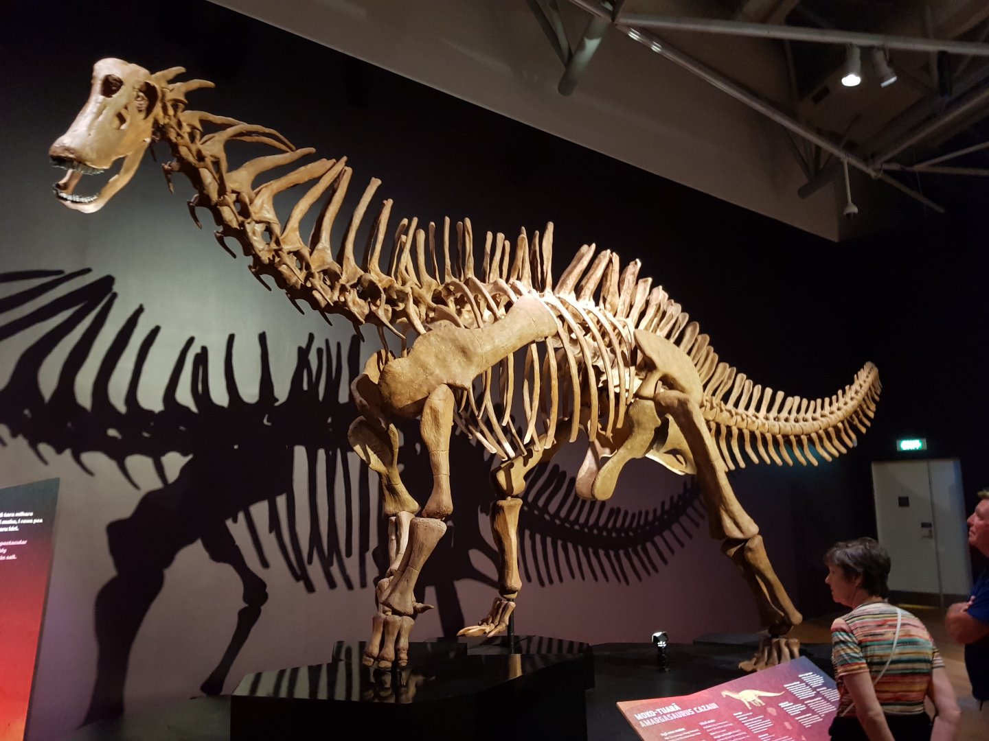 Amargasaurus cazaui -Ngā Taniwha o Rūpapa | Dinosaurs of Patagonia, Te Papa