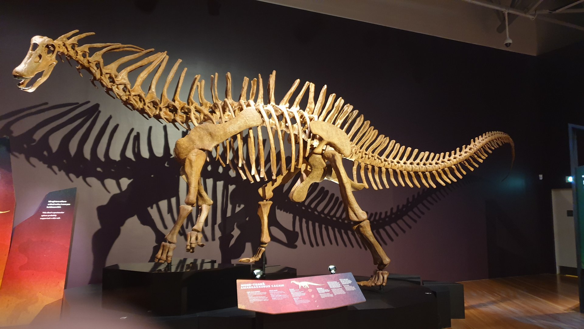 Amargasaurus cazaui -Ngā Taniwha o Rūpapa | Dinosaurs of Patagonia, Te Papa