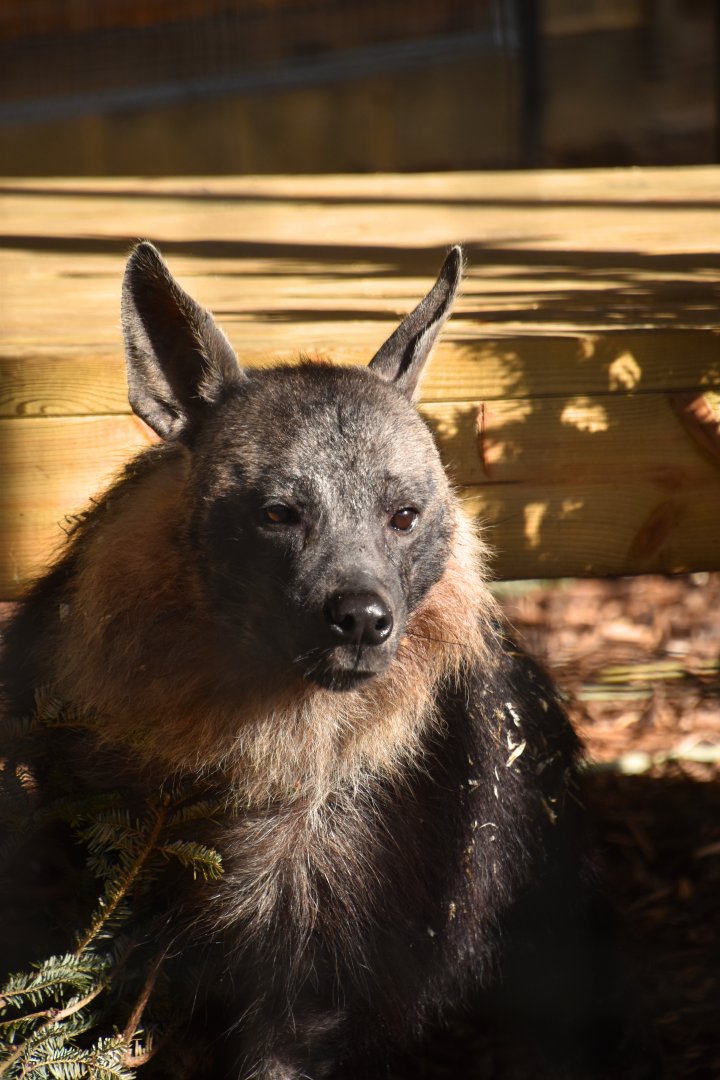 Amari (f) Brown hyena