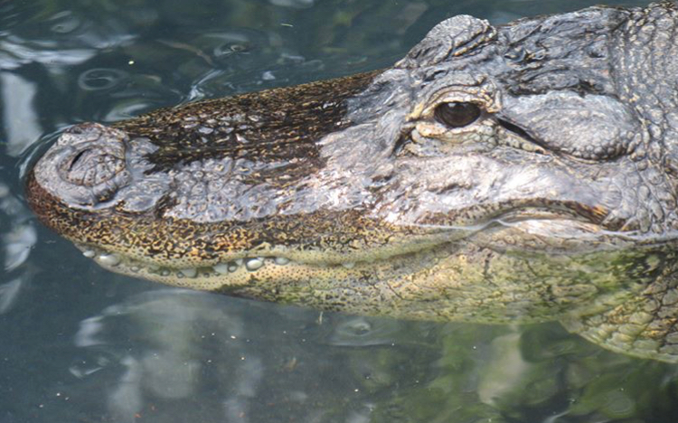 Amarican aligator