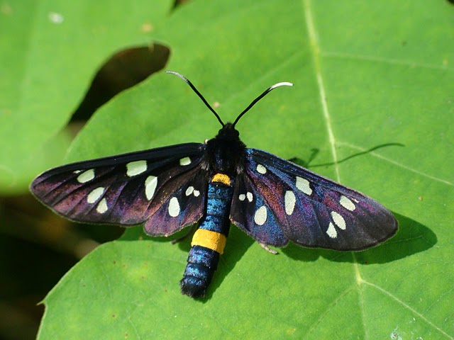 Amata phegea
