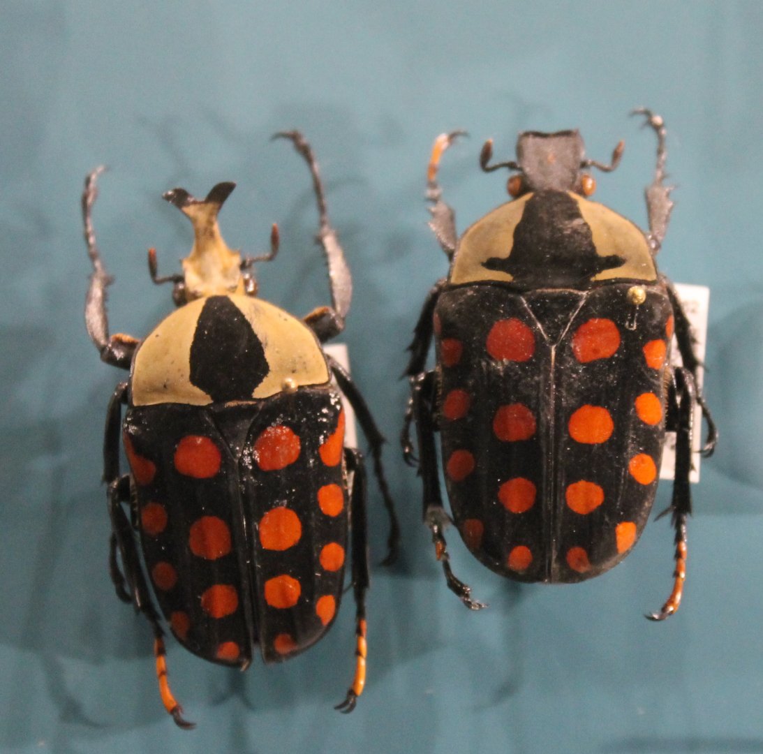 Amaurodes passerinii nigricans