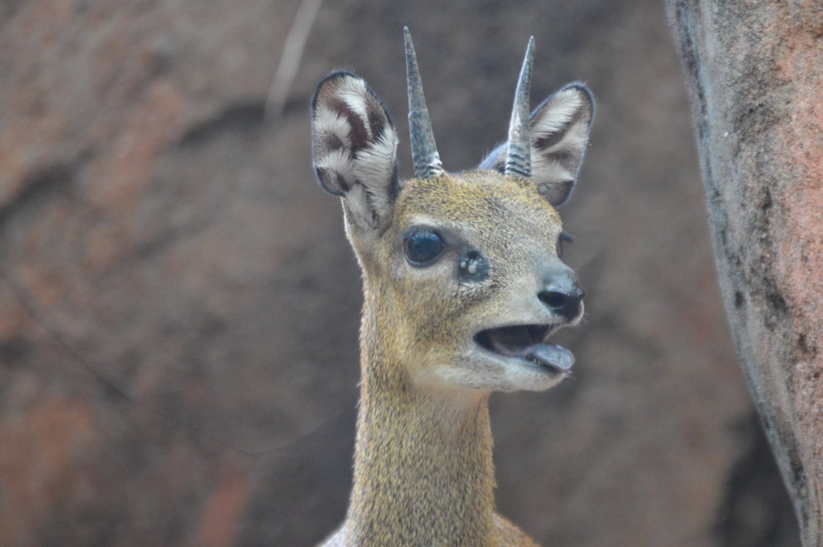 Amaya, Oreotragus oreotragus