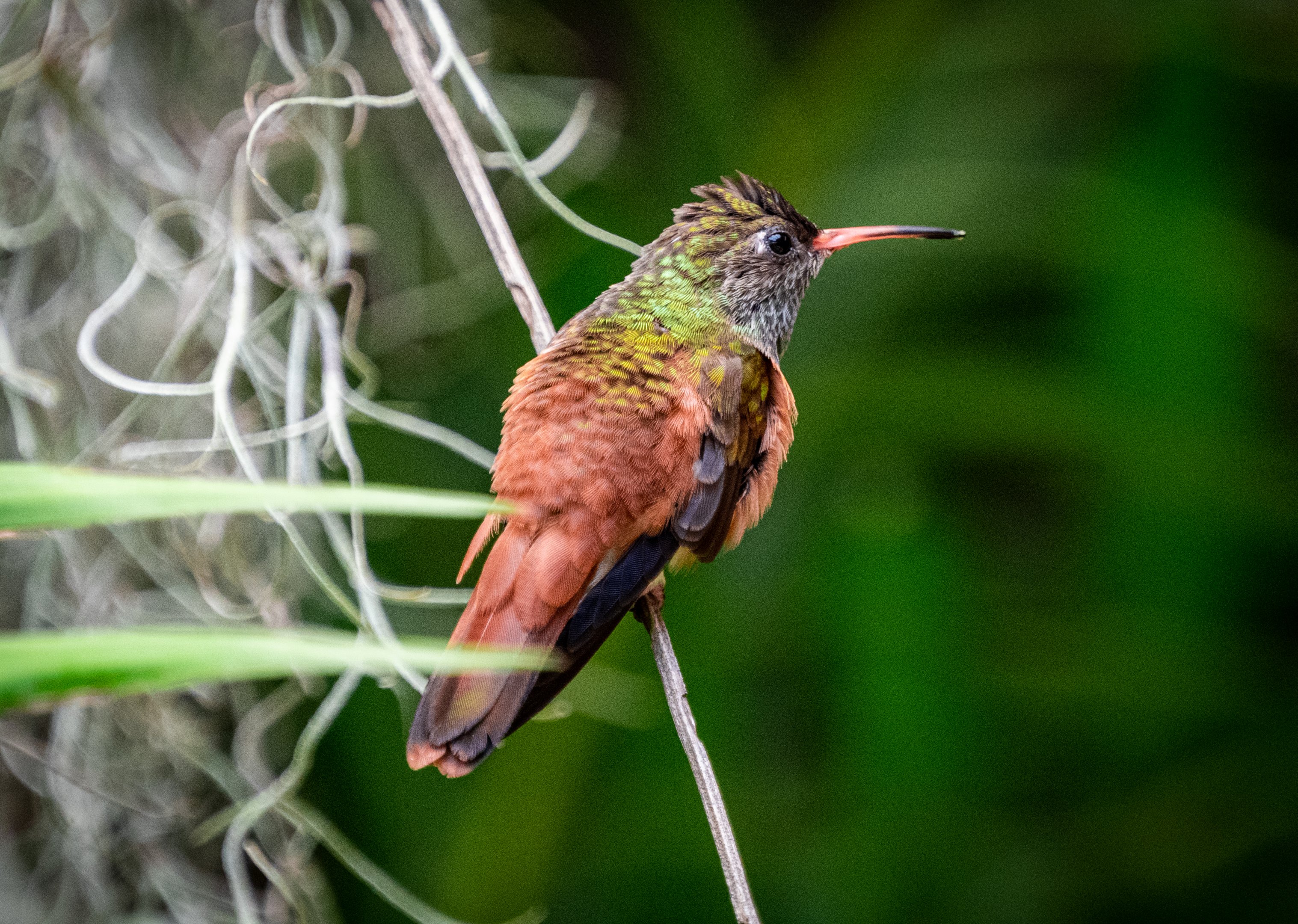 Amazalia Hummingbird
