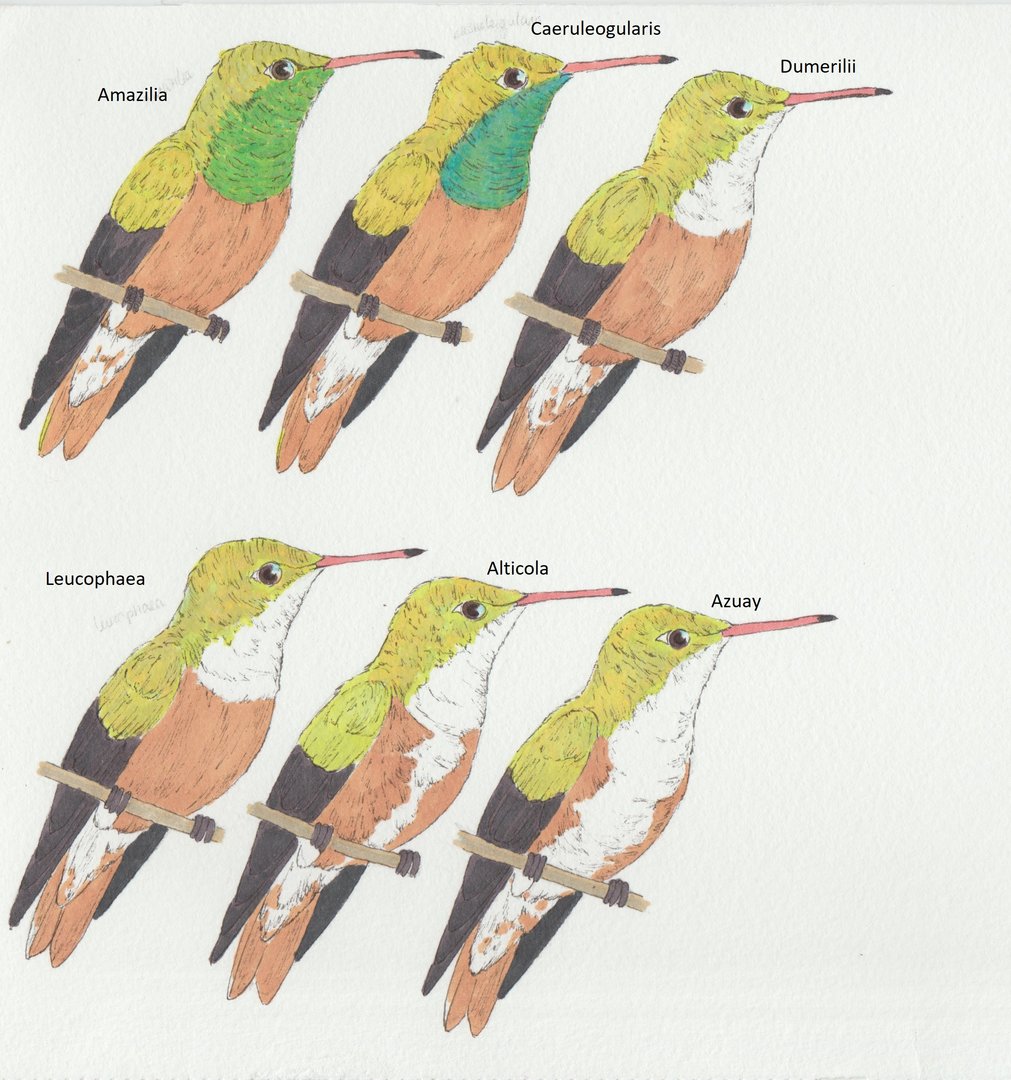 Amazilia amazilia ssp