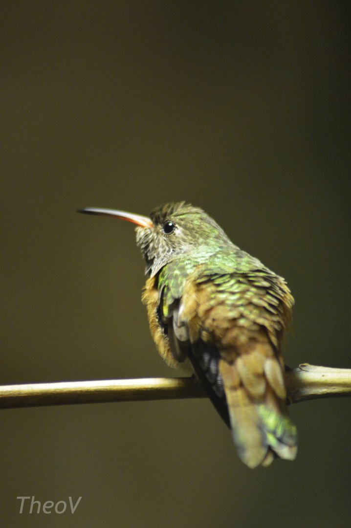 Amazilia hummingbird [2018]