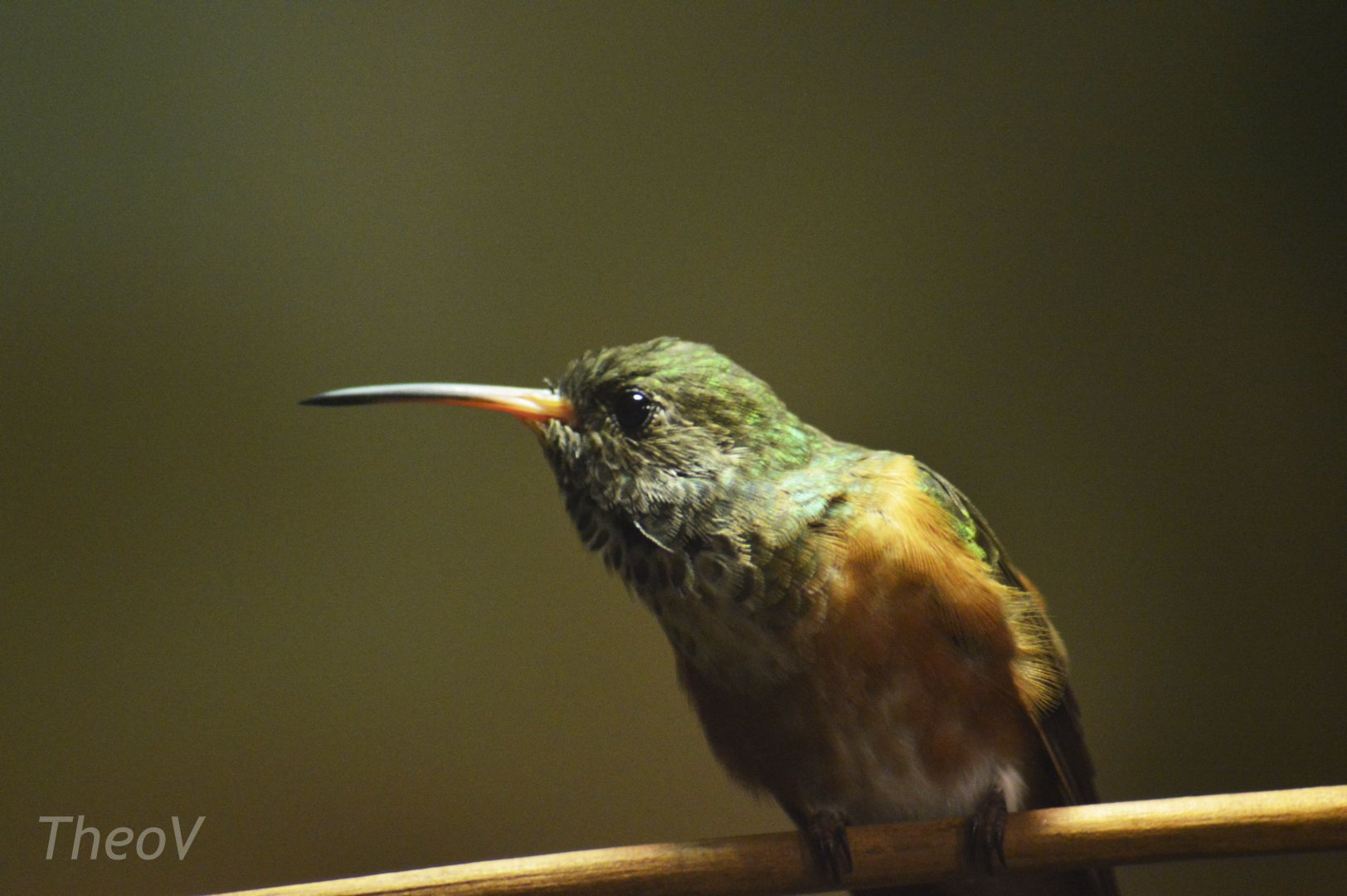 Amazilia hummingbird [2018]