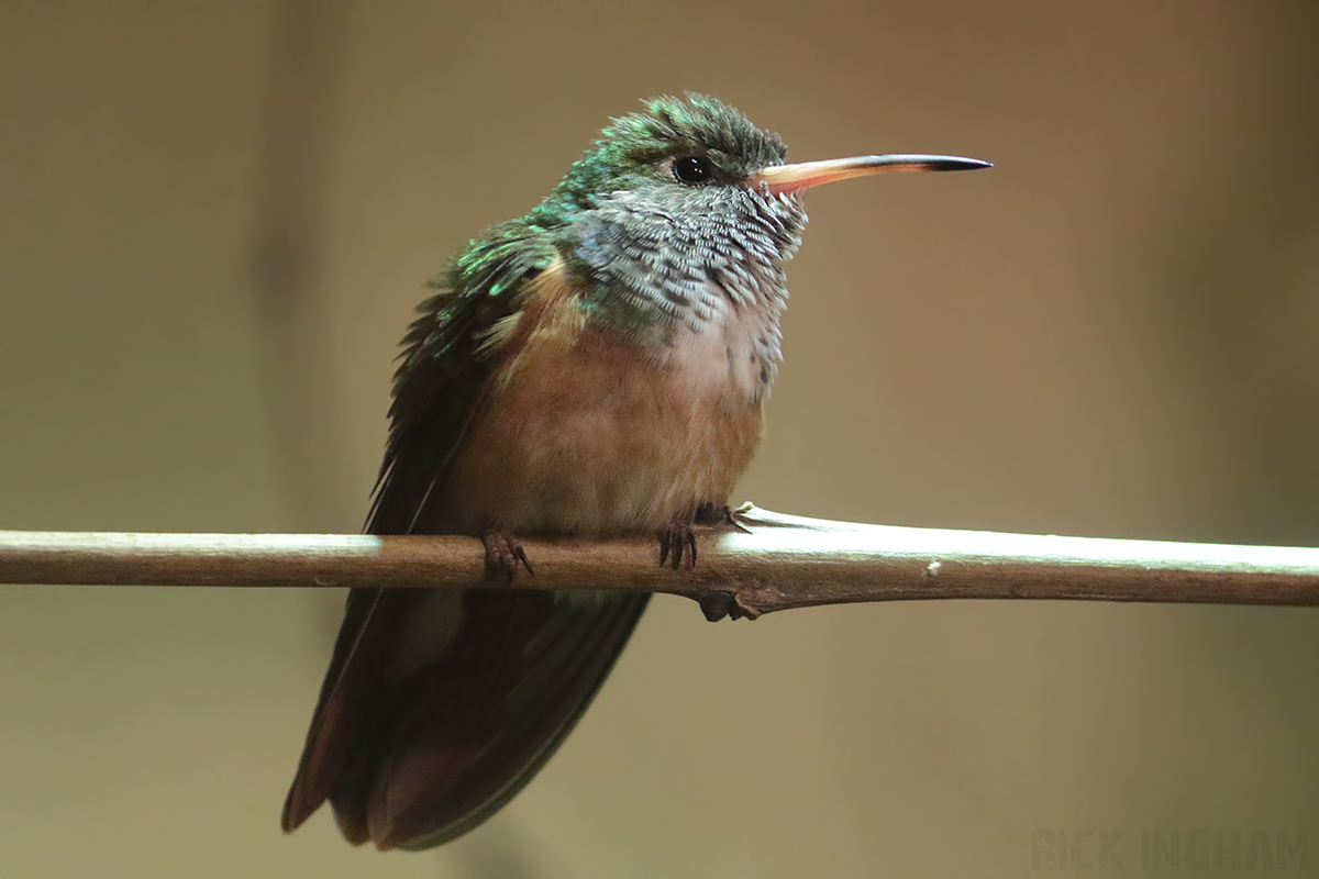 Amazilia Hummingbird - 4th January 2020