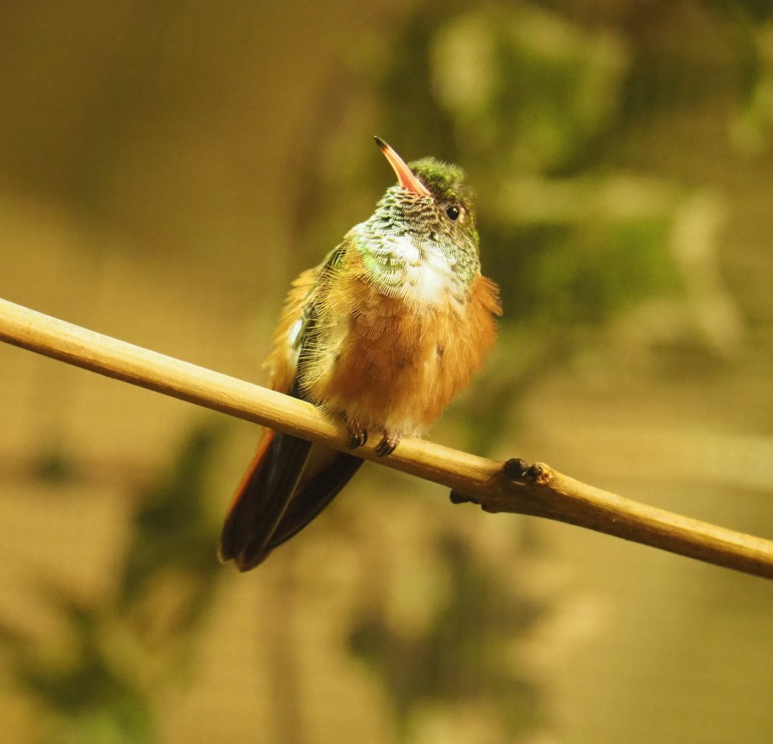 Amazilia hummingbird (Amazilia amazilia), 2019-10-05