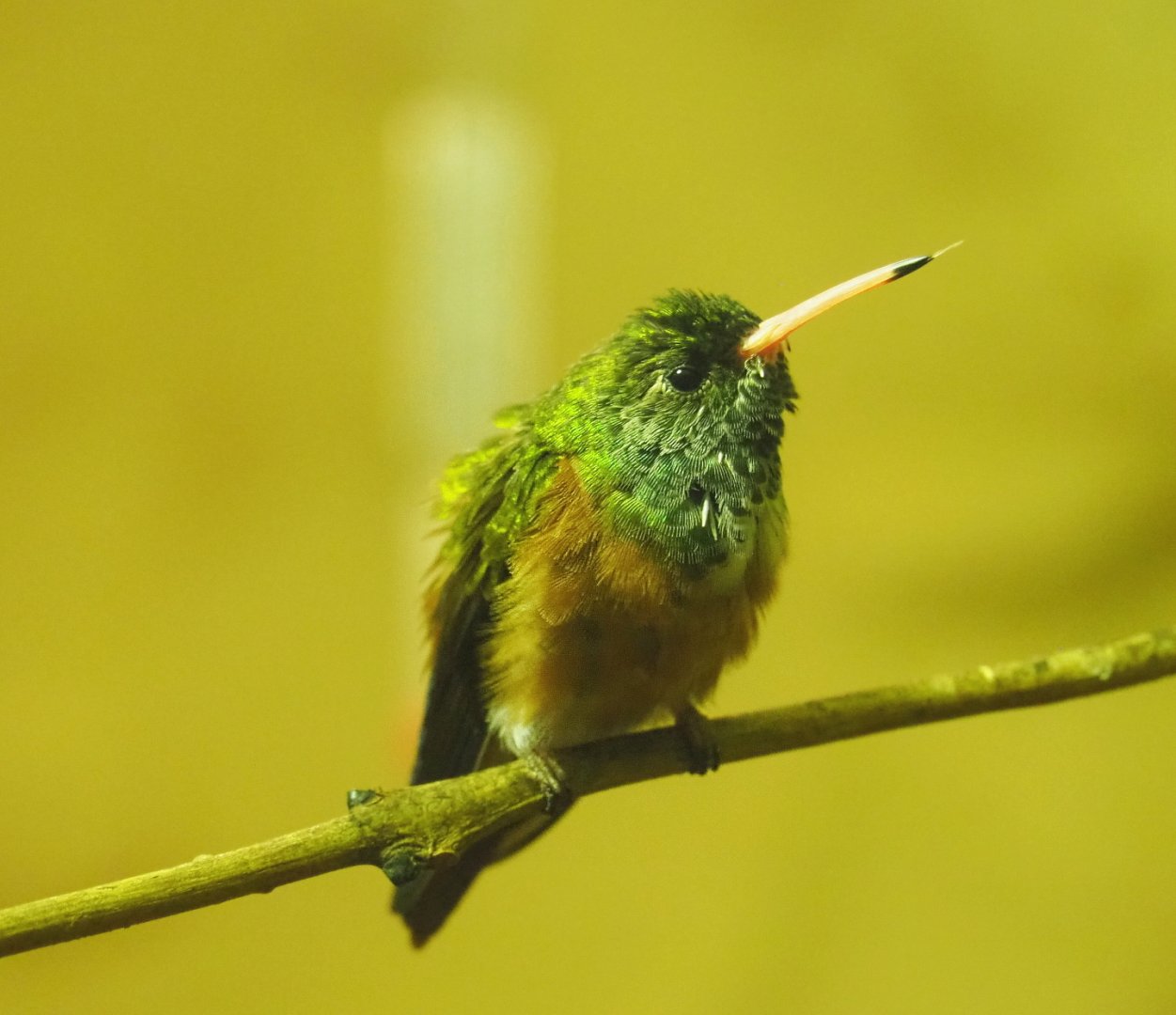 Amazilia hummingbird (Amazilia amazilia), 2021-09-03